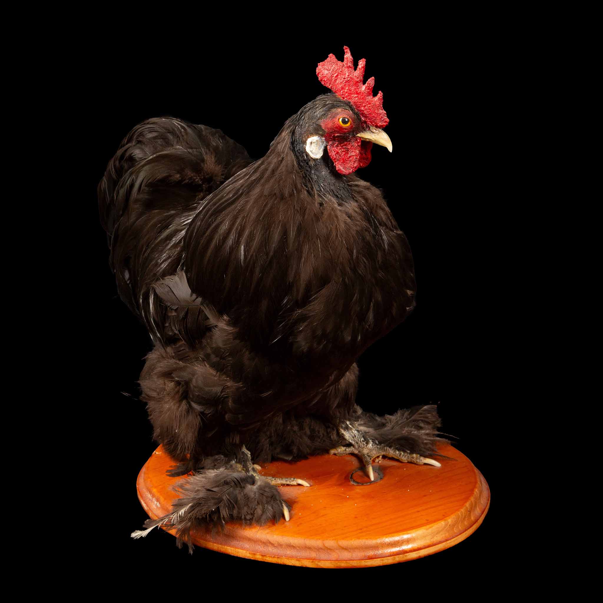 Taxidermy Black Hairy Clawed Cochin Chicken