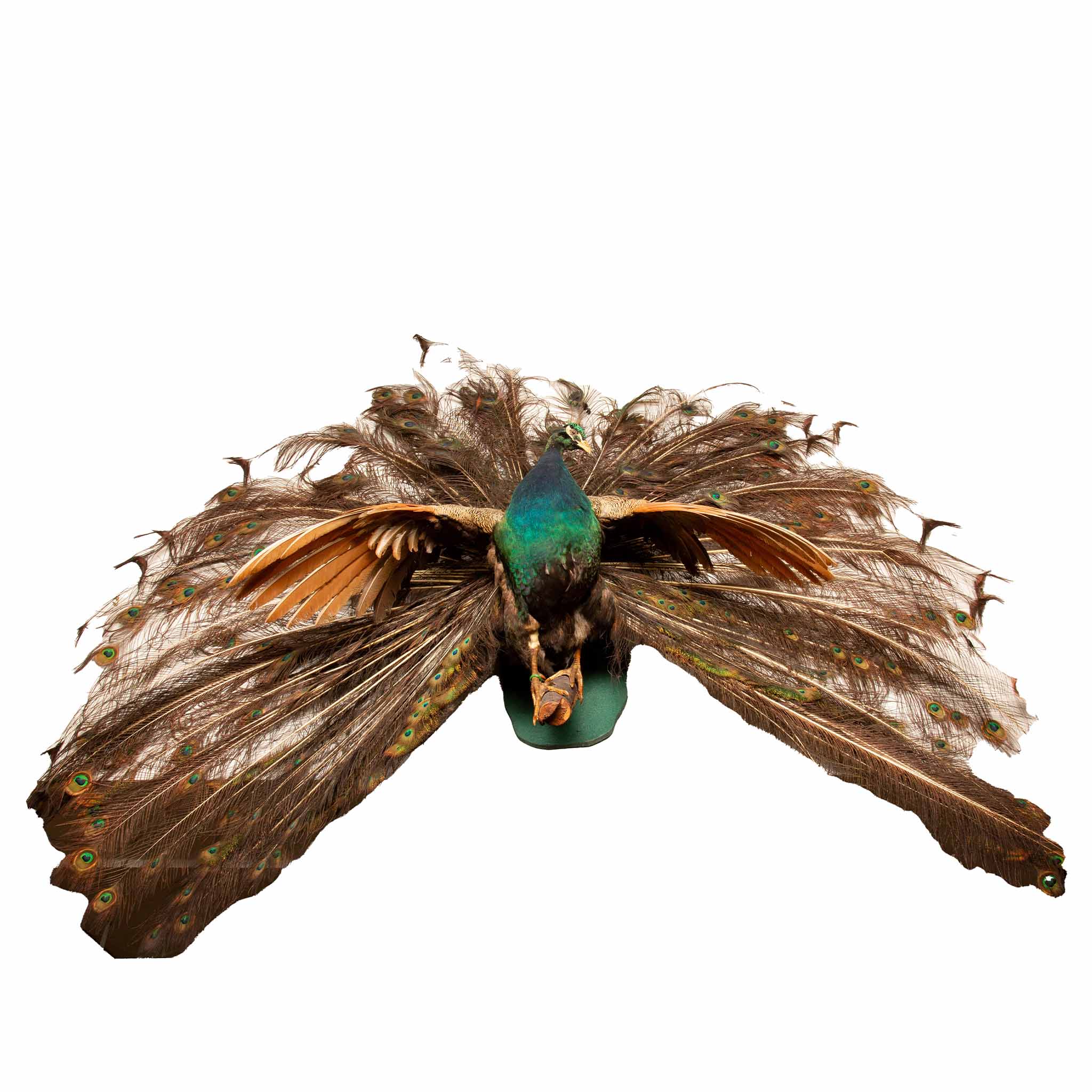 Exquisite Wall-Mounted Indian Blue Peacock Taxidermy: Feathers in Full Splendor