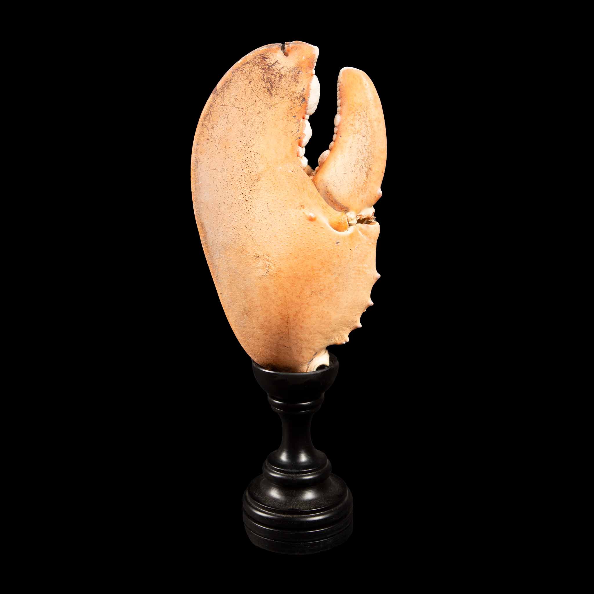 Elegant 13-Inch Large Mounted Lobster Claw on Italian Hand-Turned Base