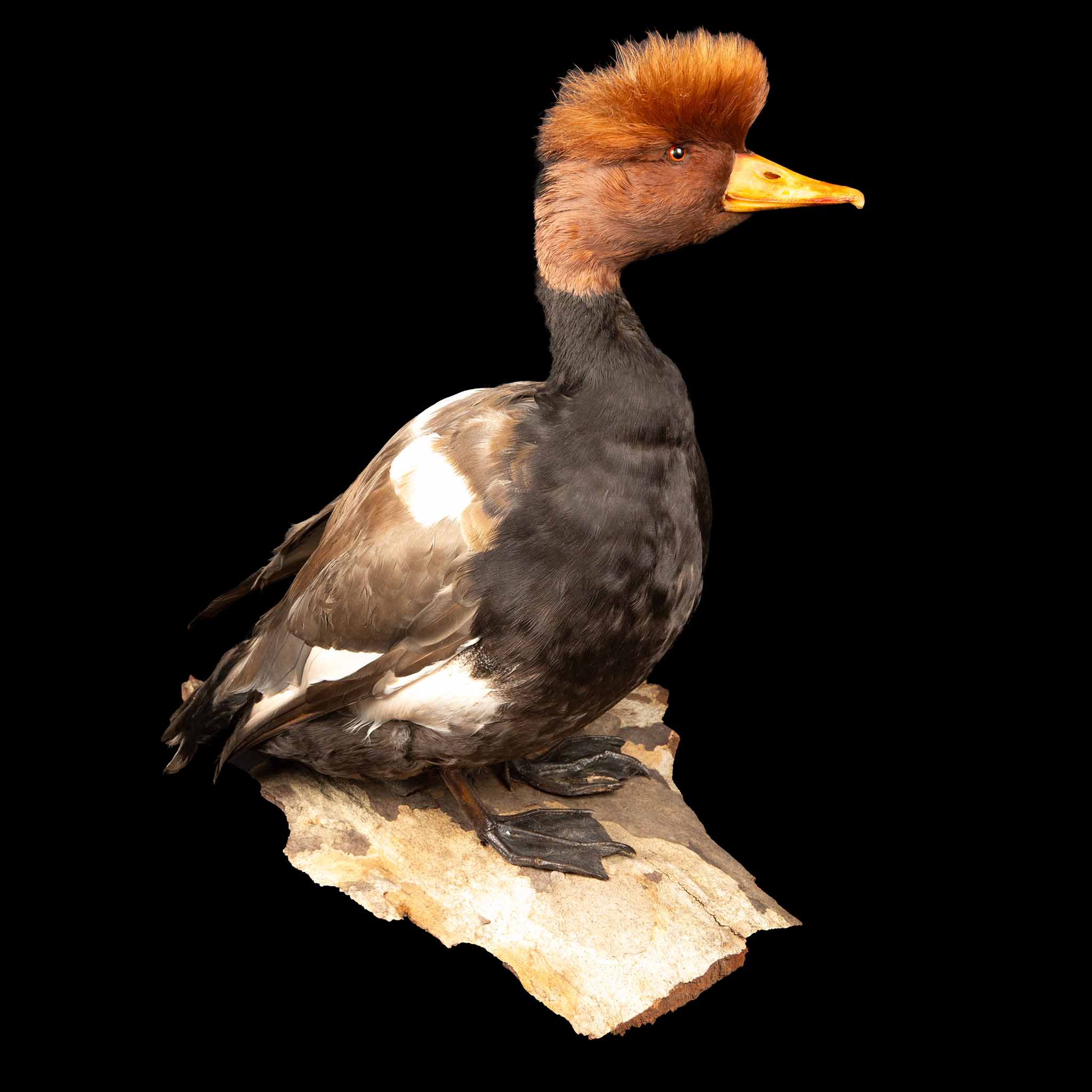 Red Crested Pochard Duck Taxidermy