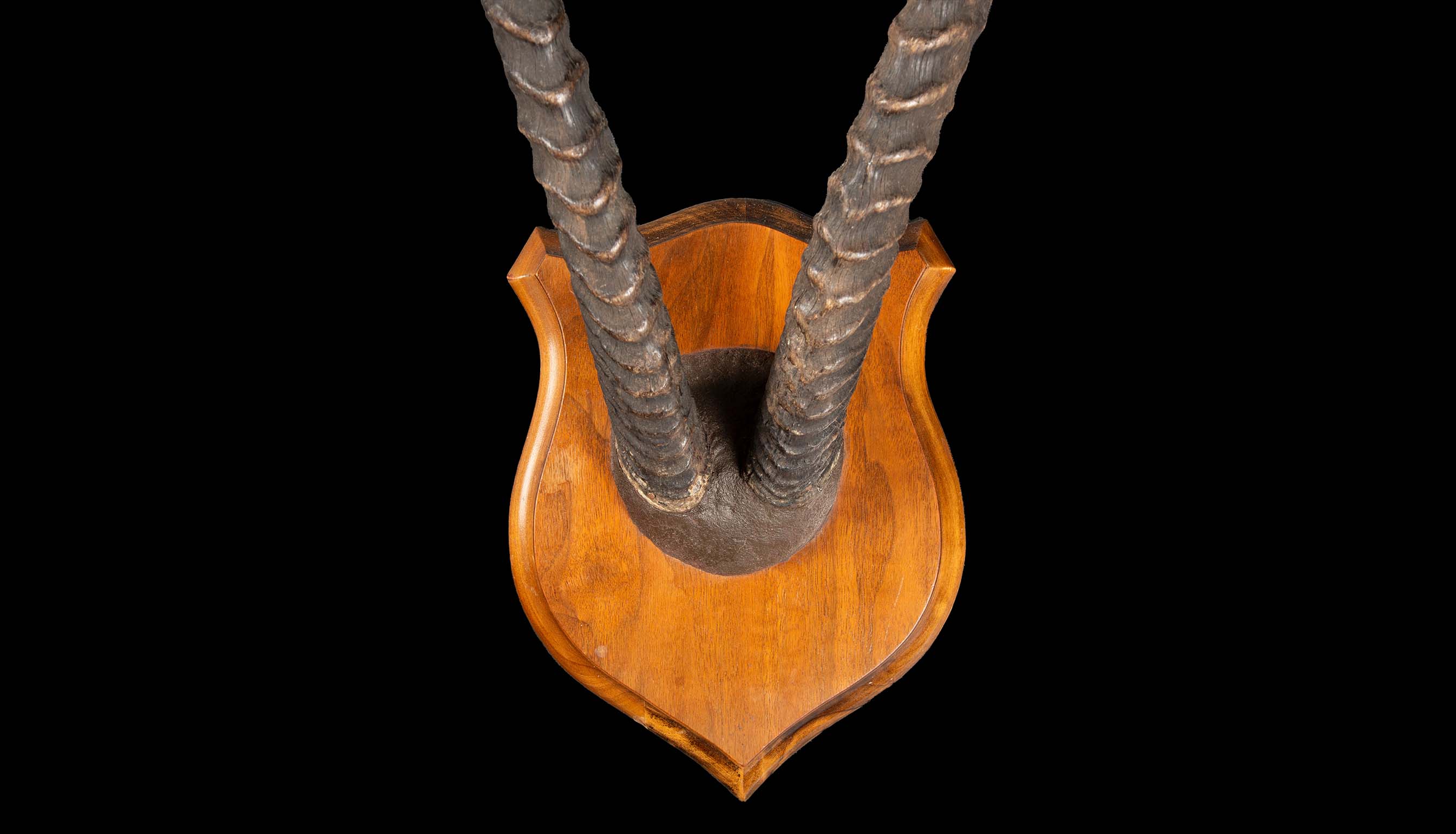 Plaque Mounted Gazelle Horns