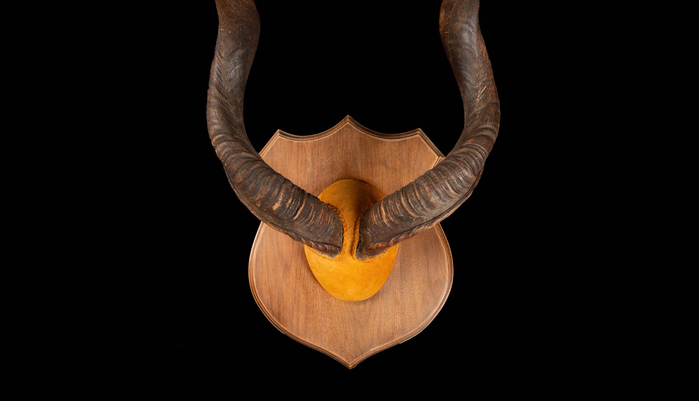 Large Mounted Kudu Horns