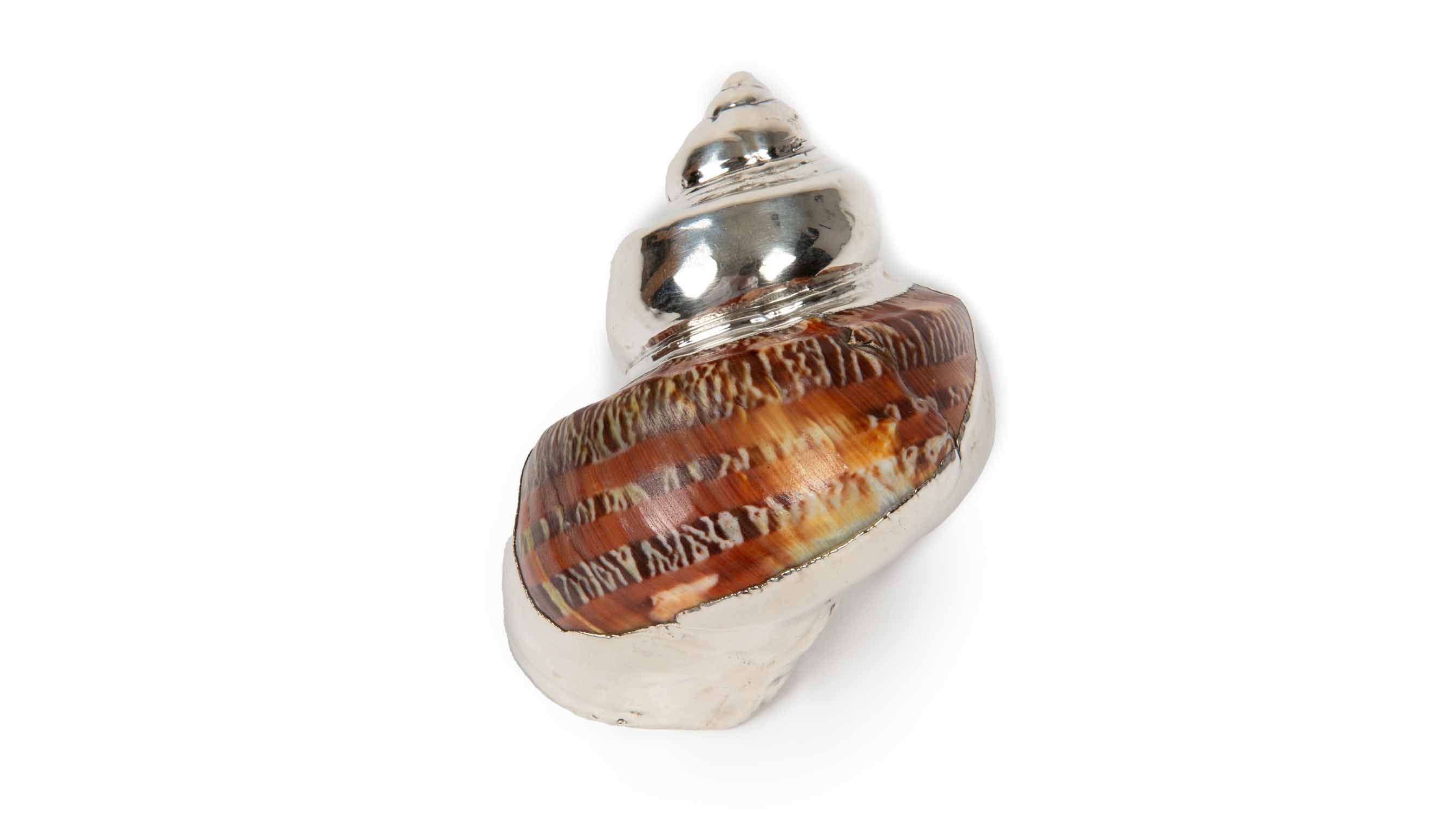 Partially Silvered Pheasant Shell, 3.5
