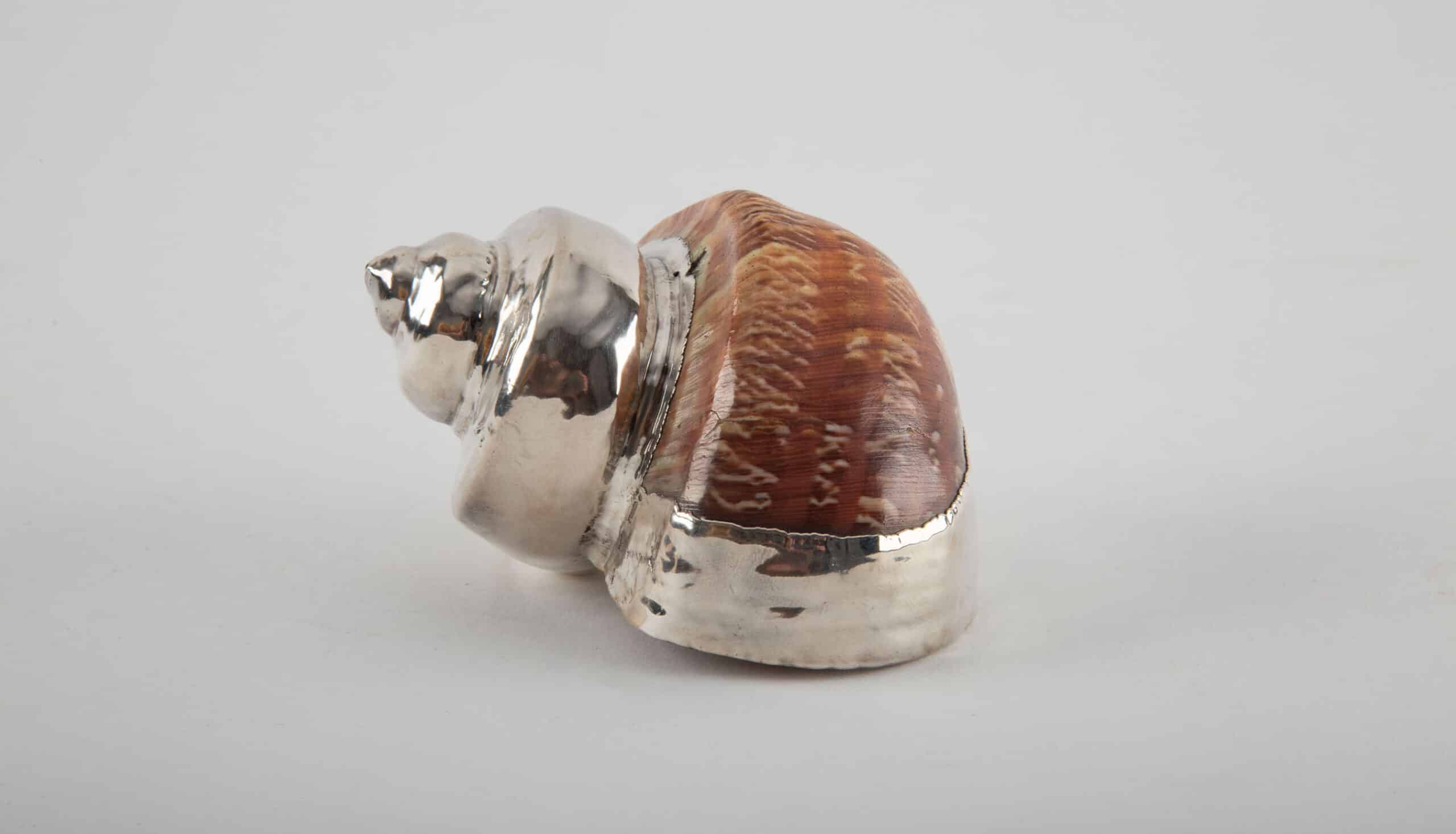 Partially Silvered Pheasant Shell, 3.5