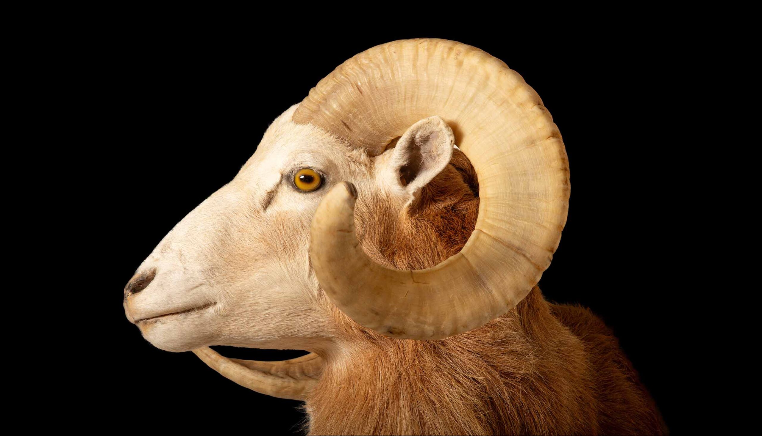Celebrating the Texas Dall Sheep: A Majestic Wild Species of North America
