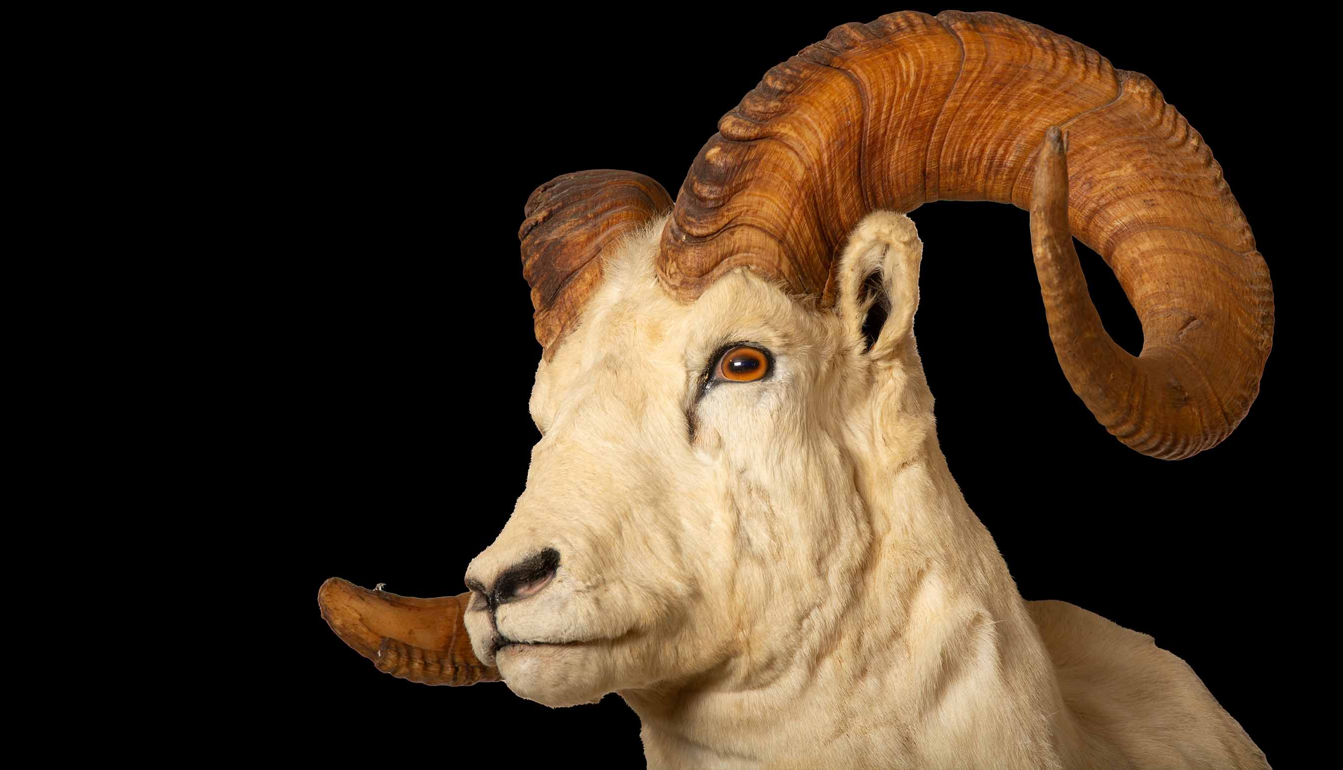 Celebrating the Majesty of Alaskan Dall Rams: Large Taxidermy Showcase