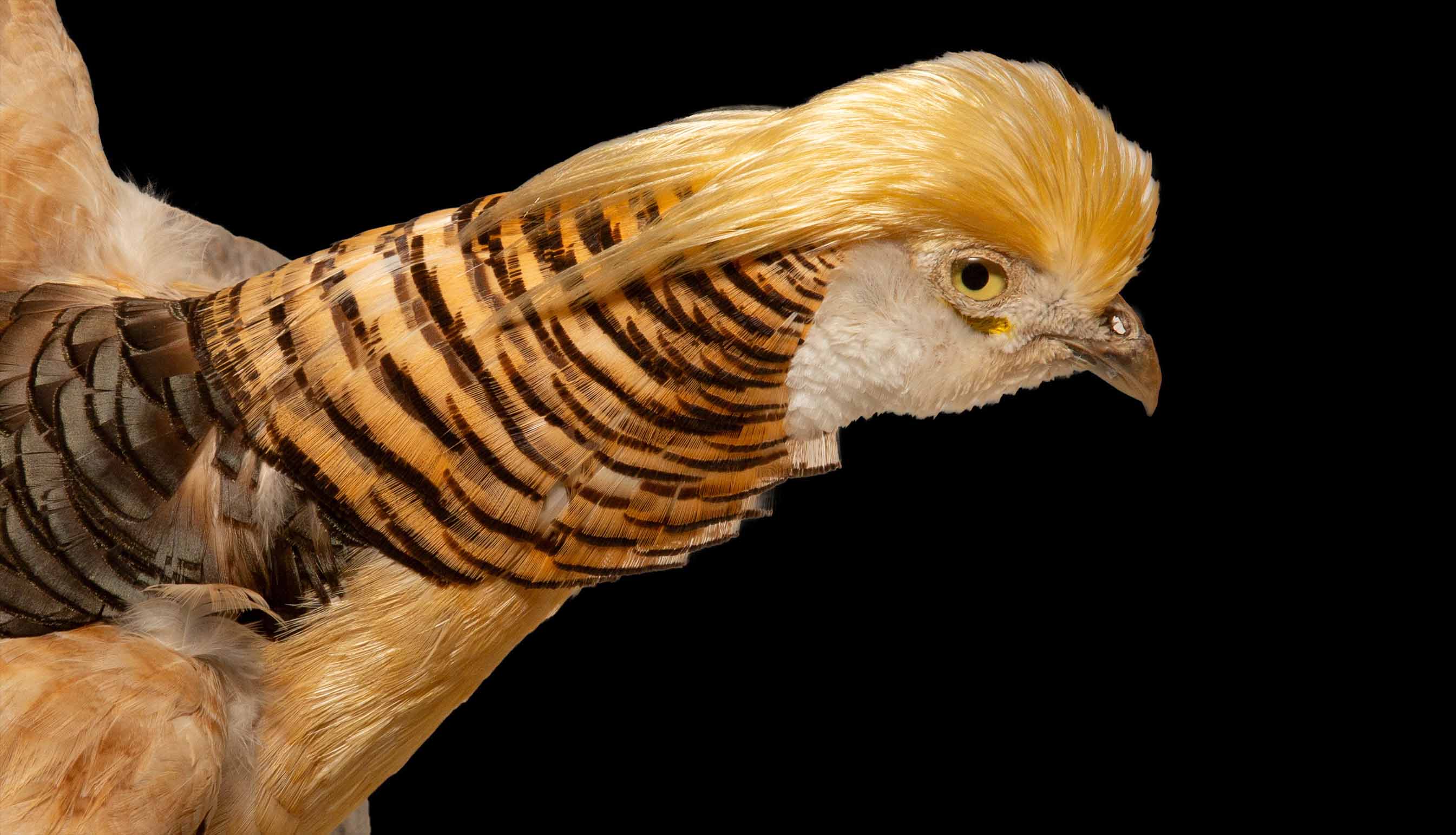 Yellow Golden Pheasant Wall Mounted Taxidermy Specimen