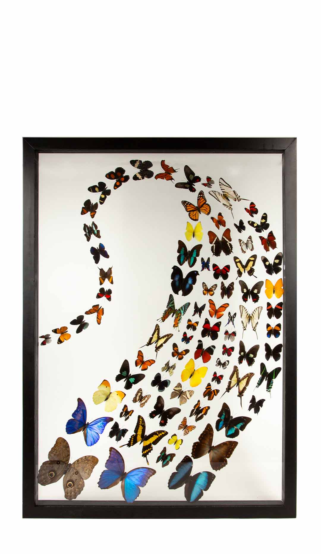Large Framed Butterfly Swarm