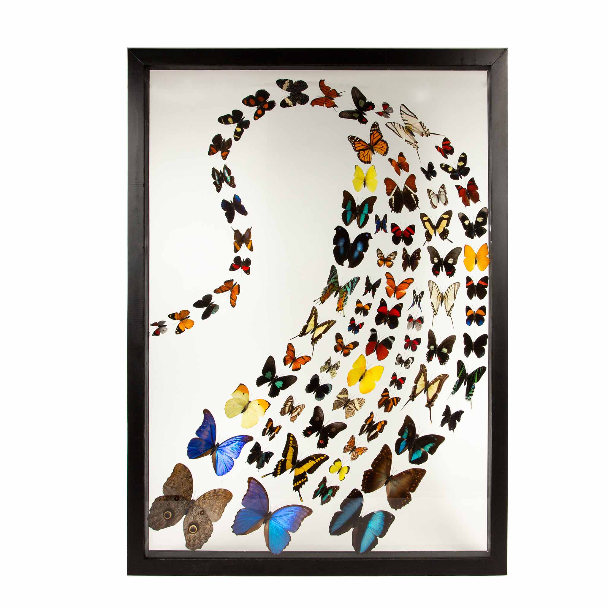 Large Framed Butterfly Swarm