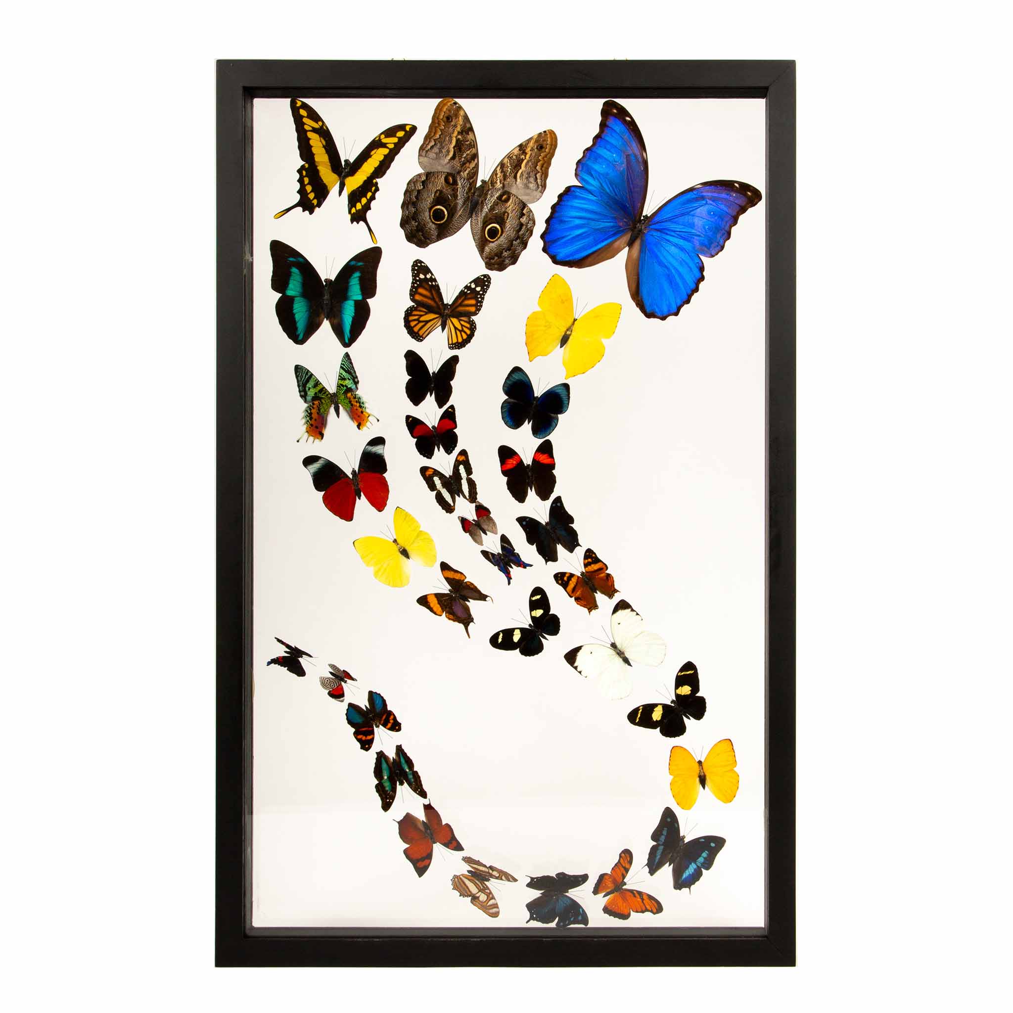 Framed Butterfly Swarm - 25
