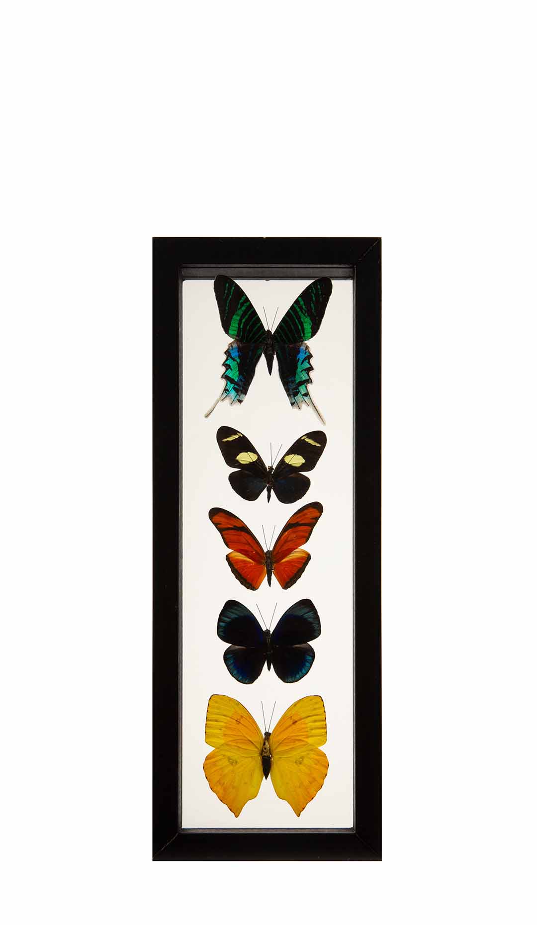 Butterflies in Double-Paned Glass