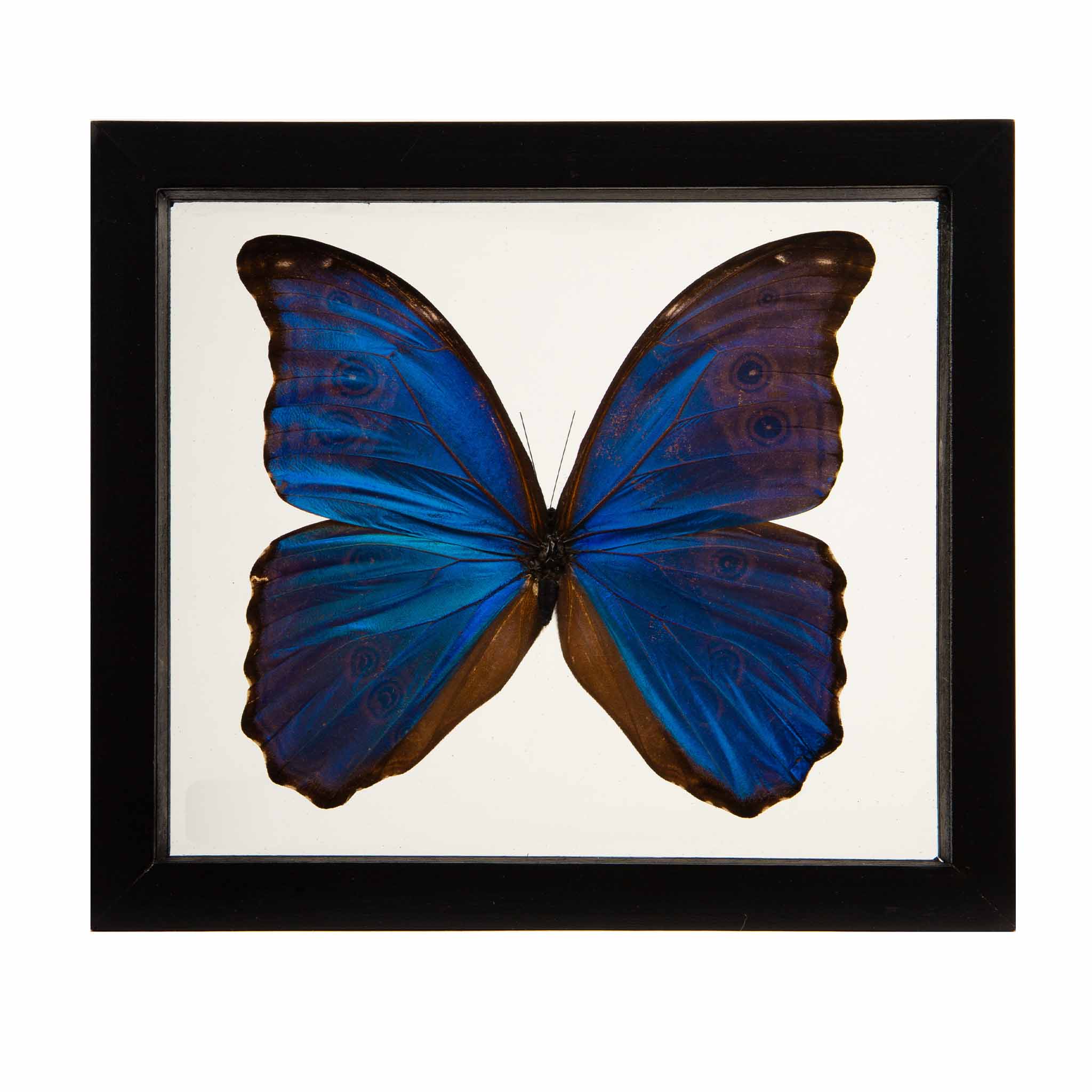 Morpho Didius Butterfly in Double-Paned Glass and Ebonized Frame