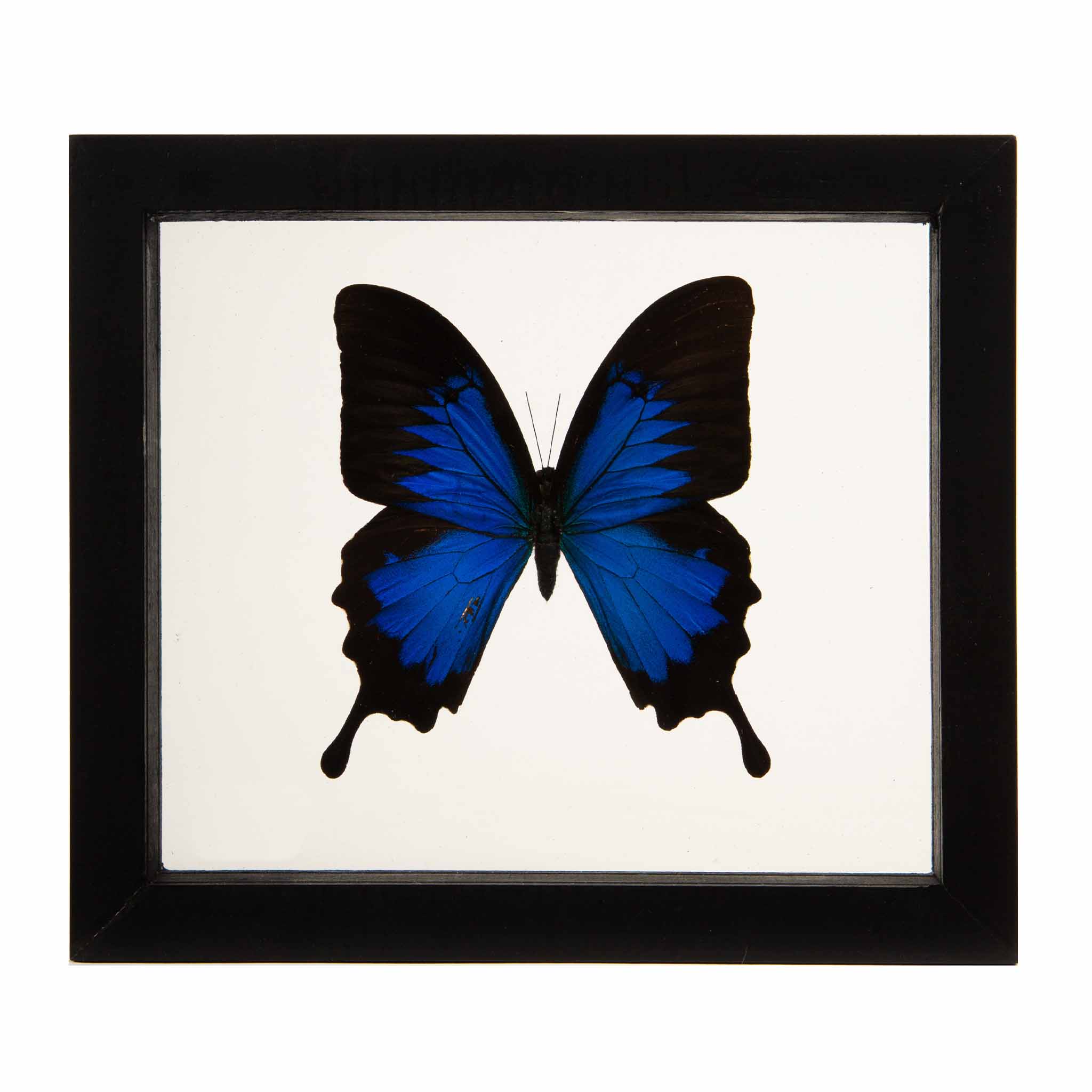 Papilionidae Butterfly in Double-Paned Glass and Ebonized Frame