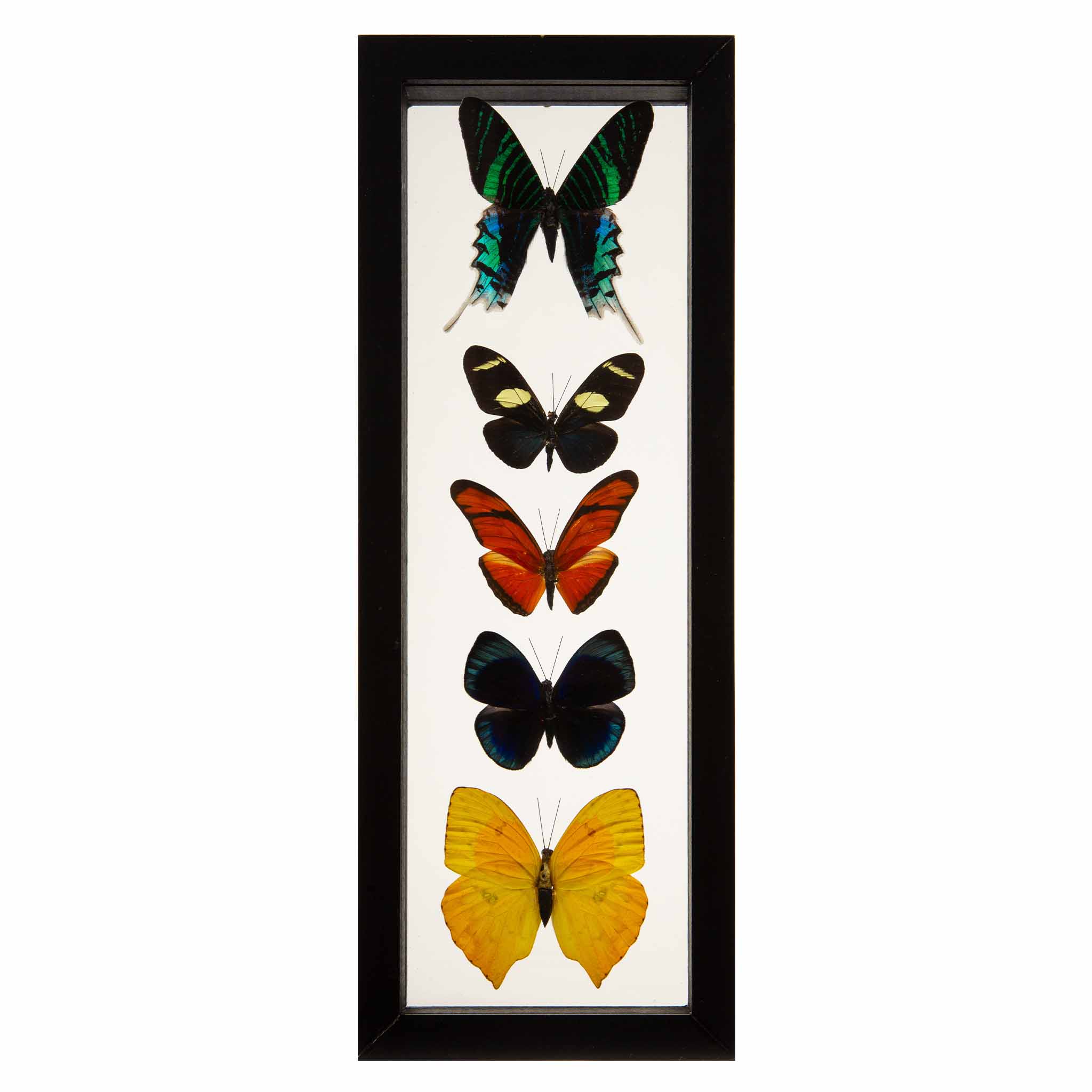 Butterflies in Double-Paned Glass