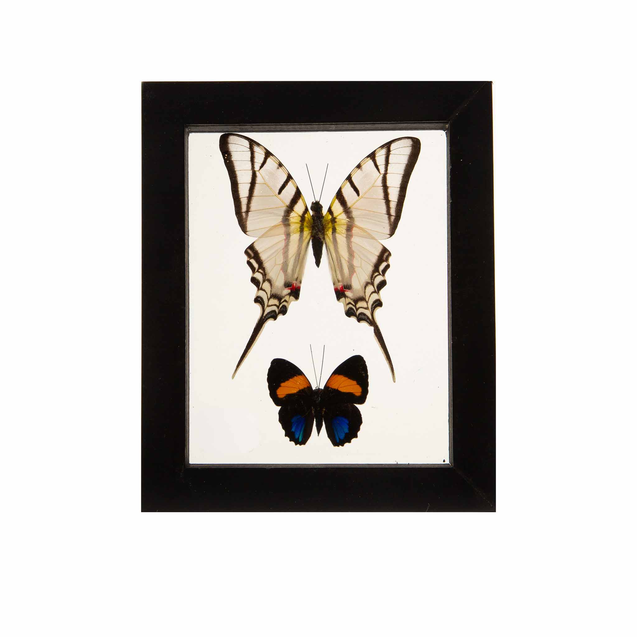 Butterflies in Double-Paned Glass and Ebonized Frame