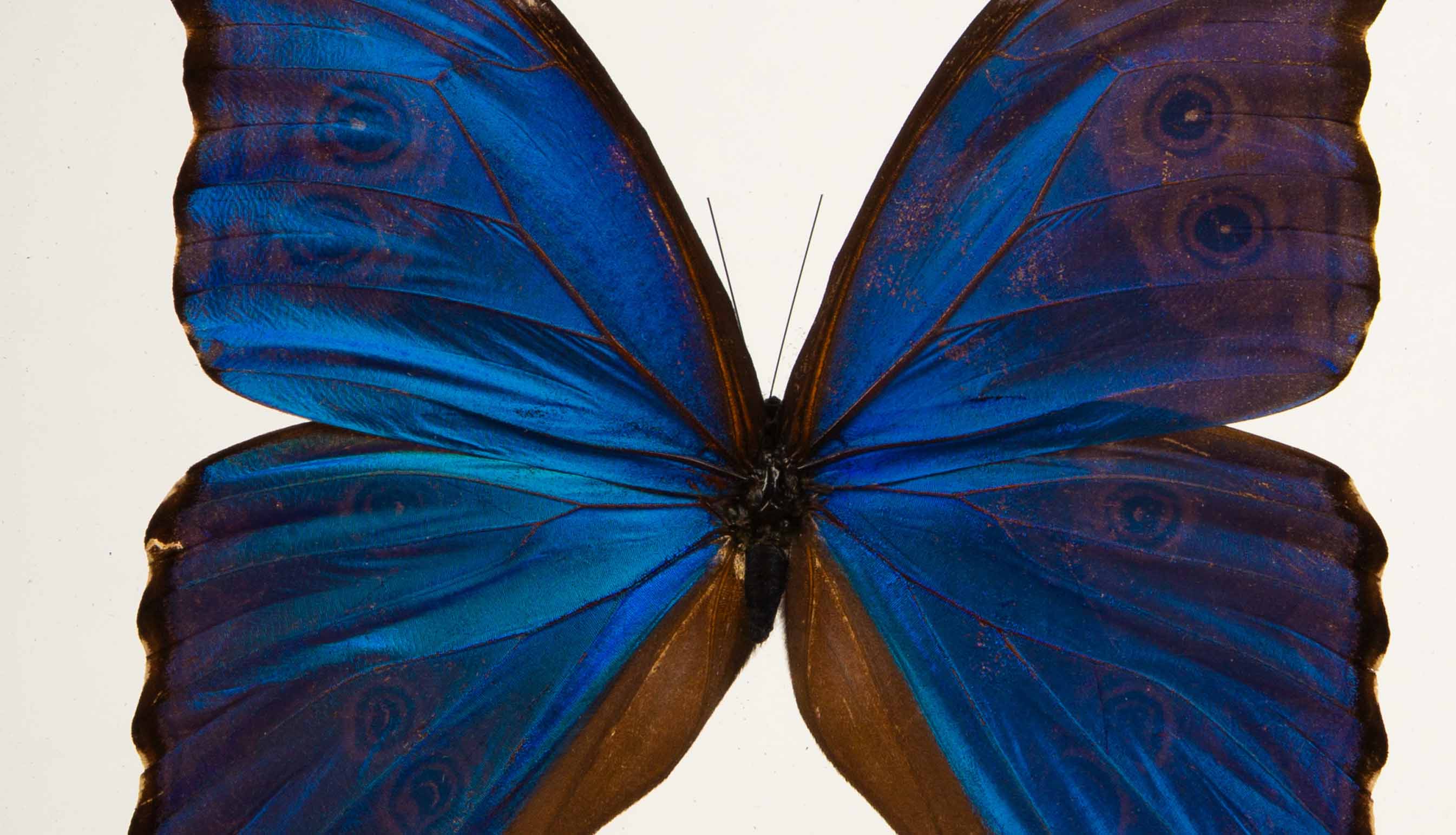Morpho Didius Butterfly in Double-Paned Glass and Ebonized Frame