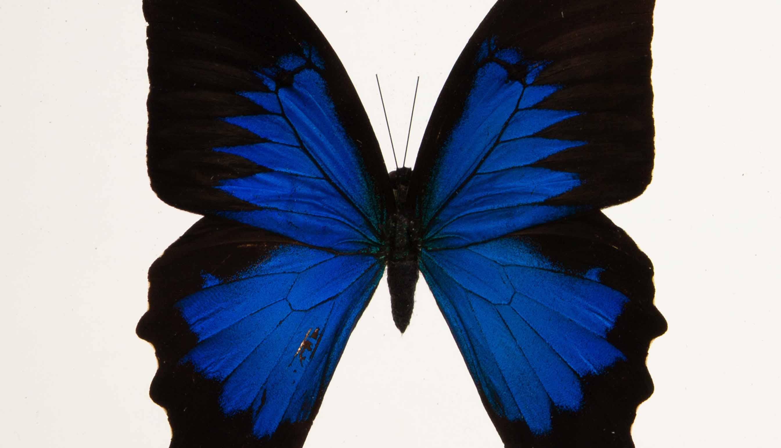 Papilionidae Butterfly in Double-Paned Glass and Ebonized Frame