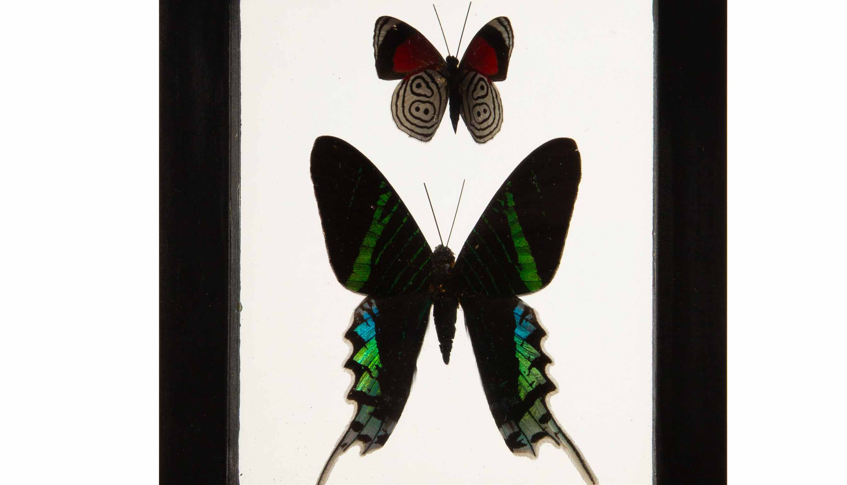 Butterflies in Double-Paned Glass and Ebonized Frame