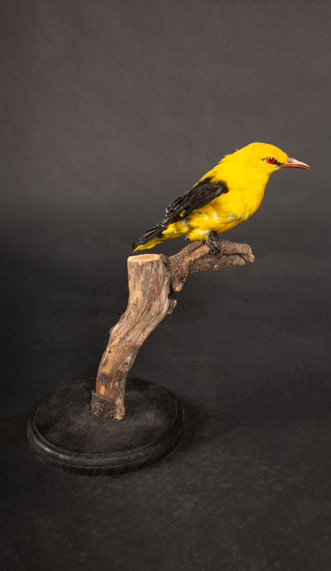 Yellow Oriole Mounted on a Naturalistic Branch