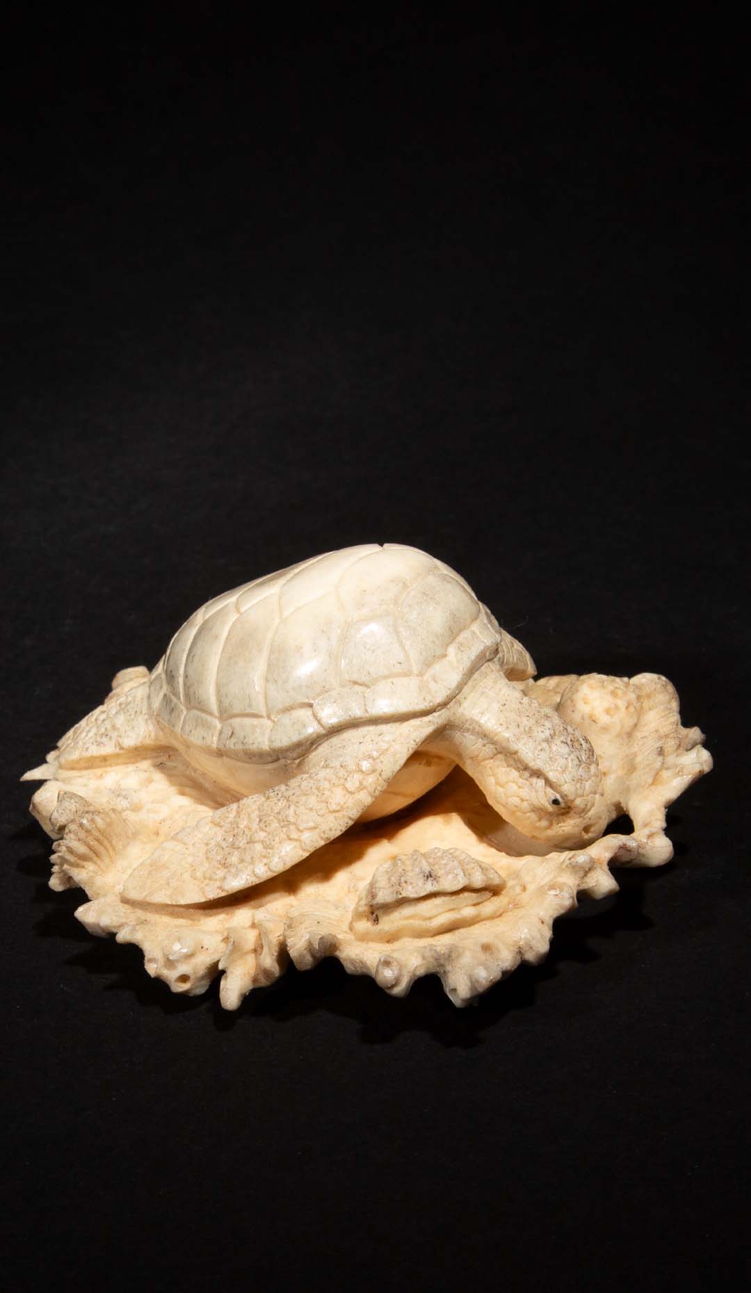 Hand Carved Moose Antler Turtle on a Bed of Coral