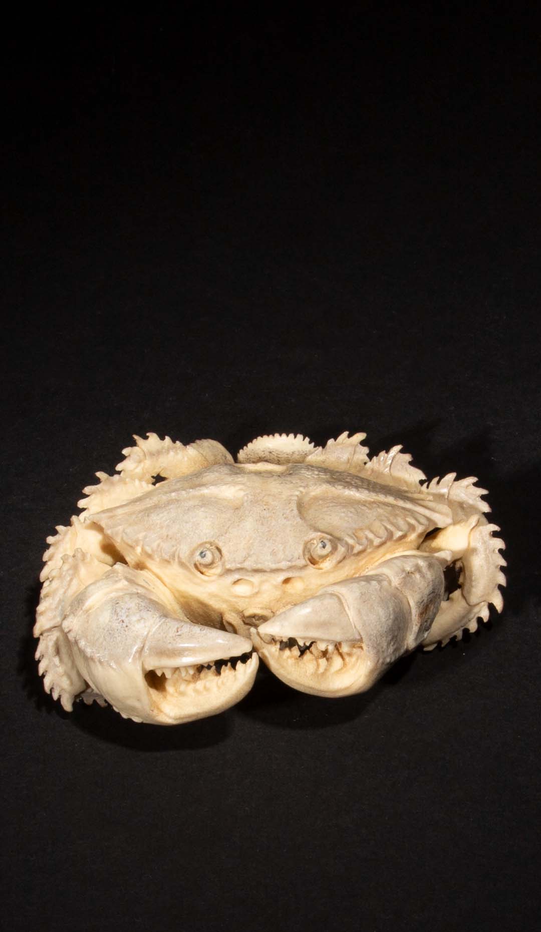 Hand Carved Moose Antler Crab, 4″