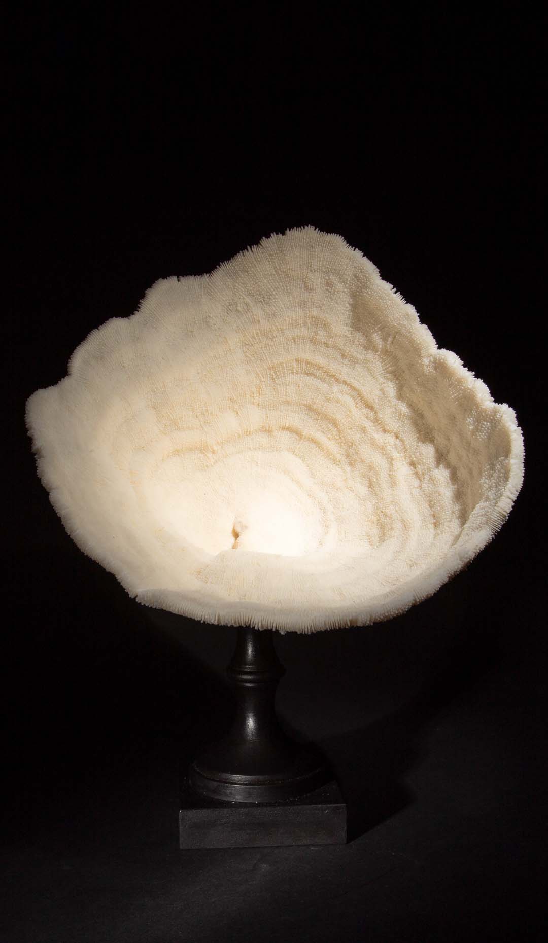 Urn Coral Mounted, 15