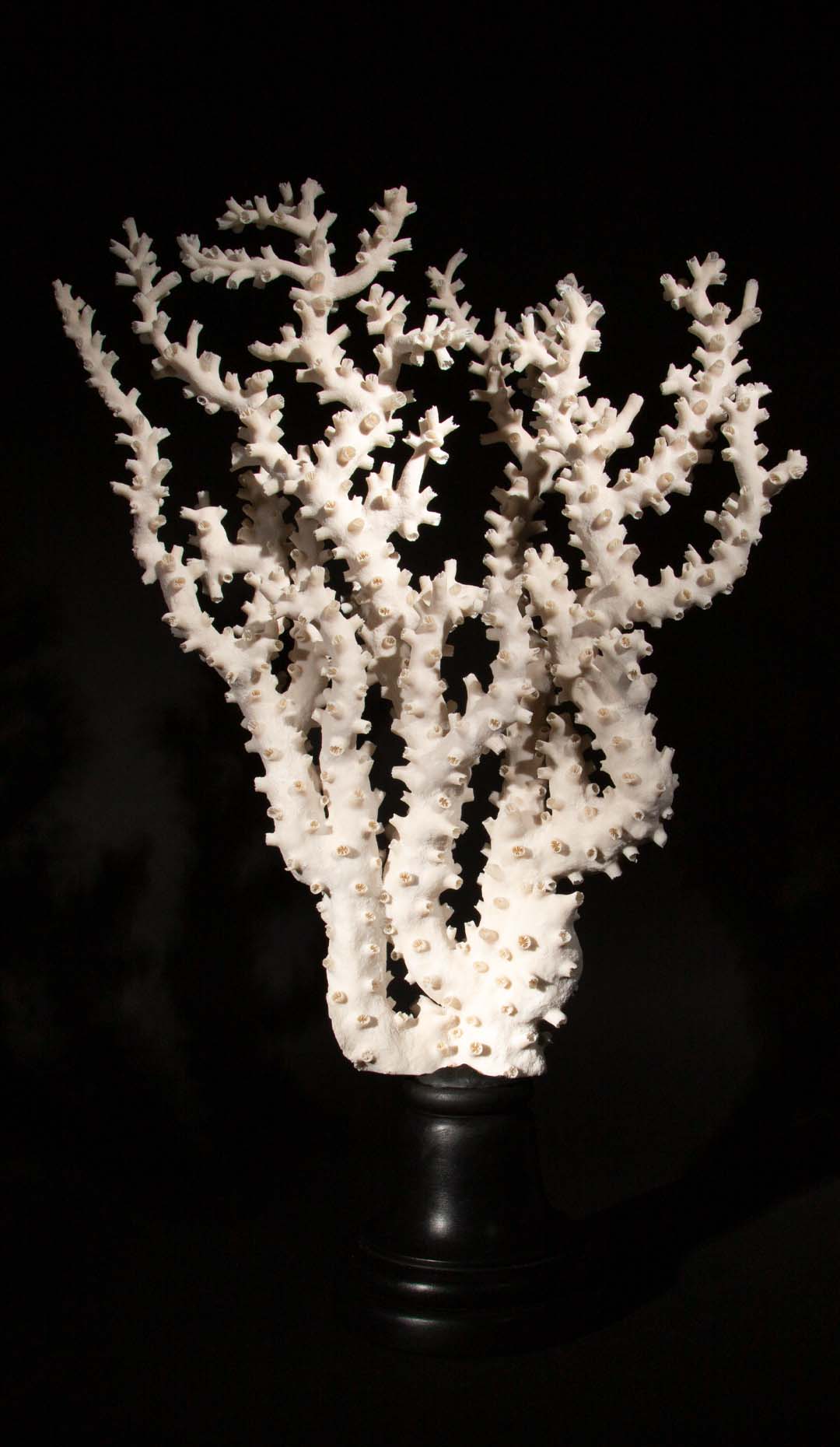 Mounted Octopus Coral
