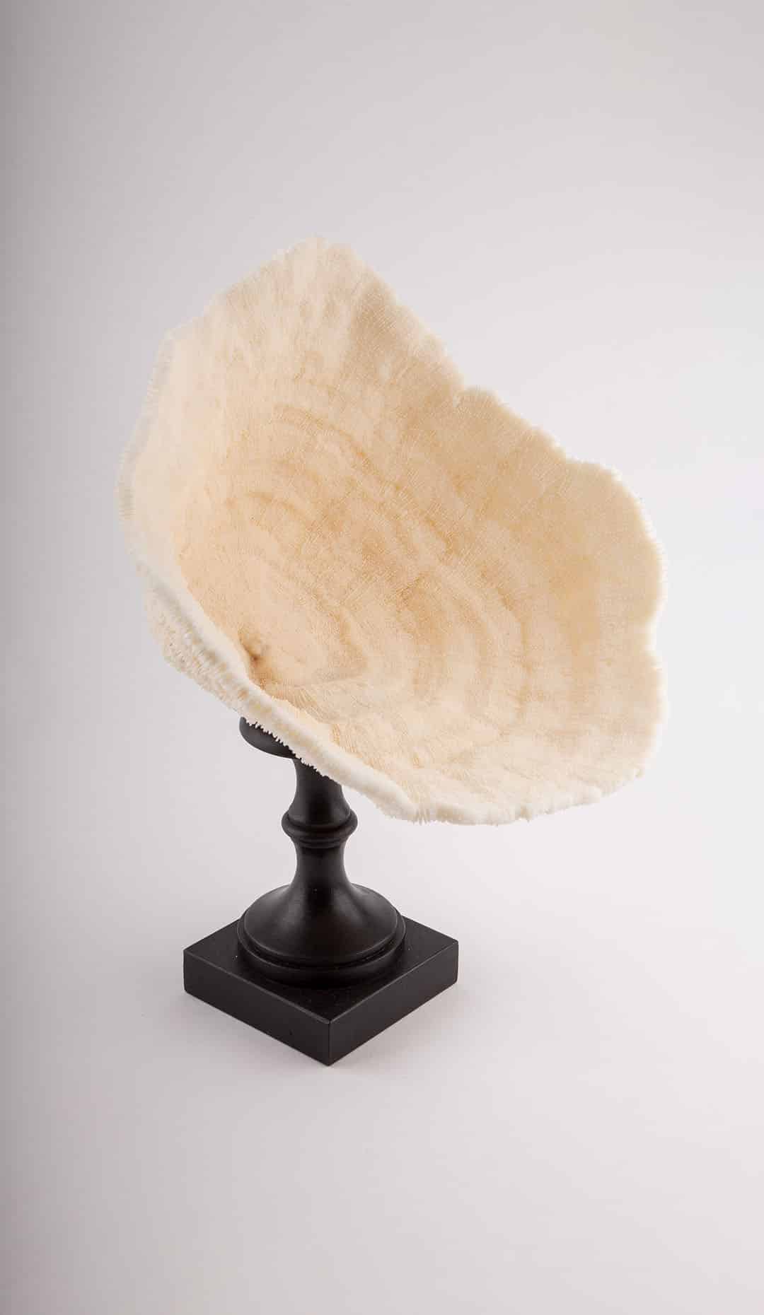 Urn Coral Mounted, 15