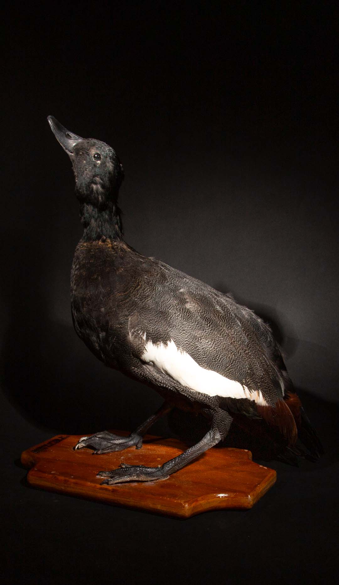 Paradise Shell Duck Taxidermy