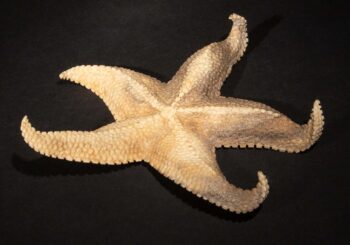 Hand Carved Moose Antler Starfish, 6.5