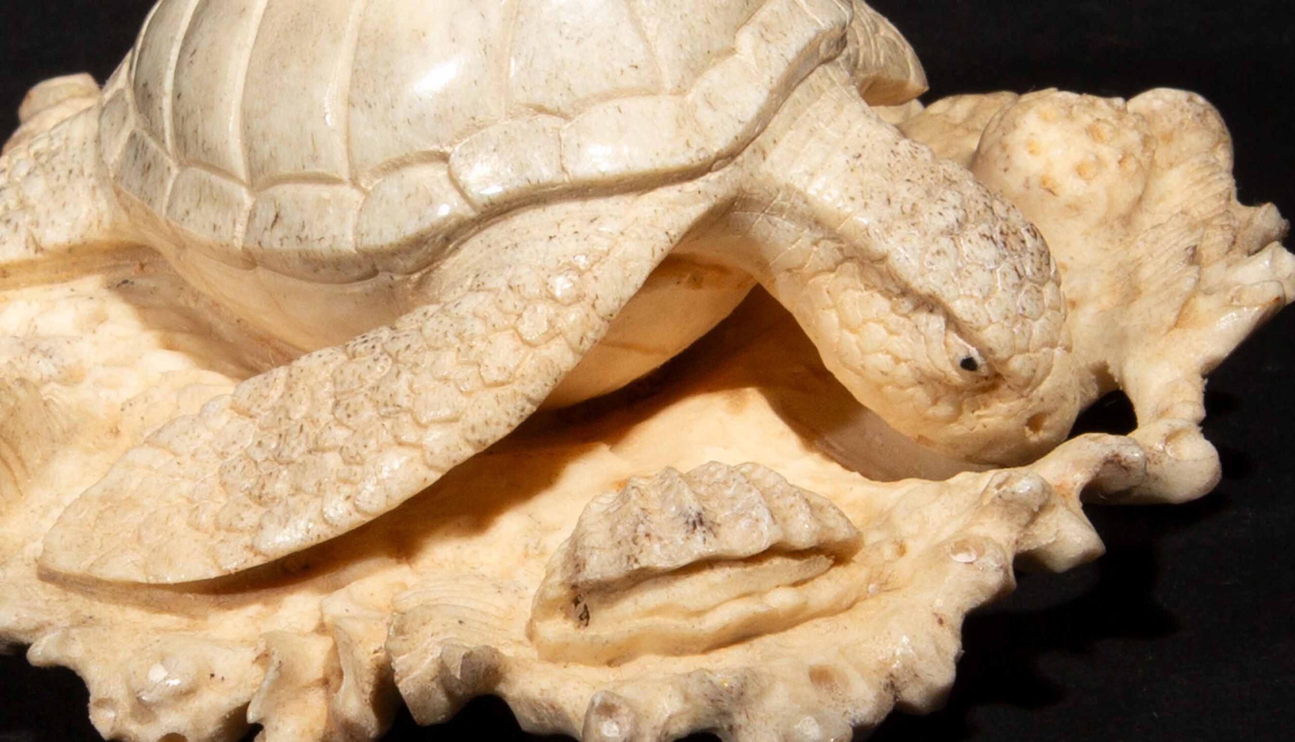 Hand Carved Moose Antler Turtle on a Bed of Coral