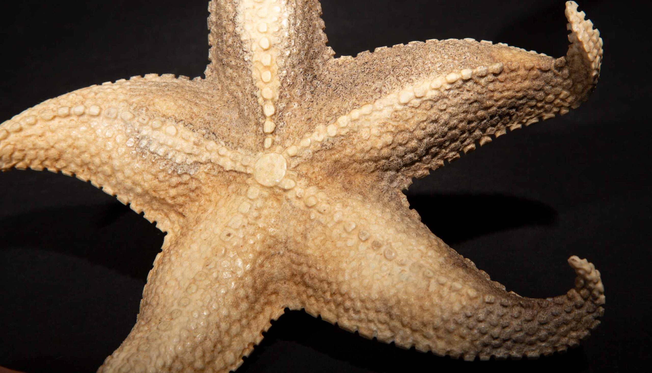 Hand Carved Moose Antler Starfish