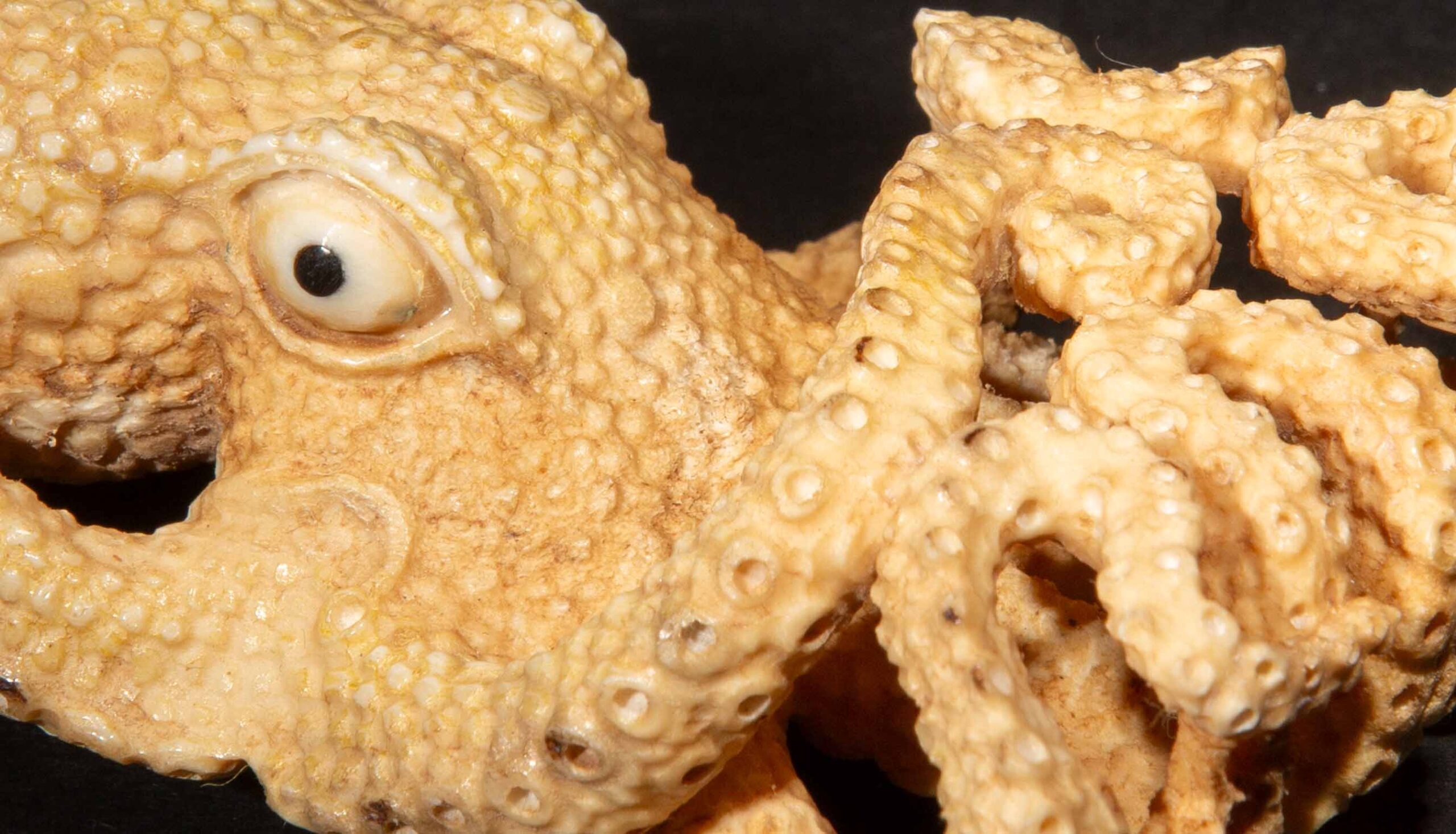 Hand Carved Moose Antler Octopus