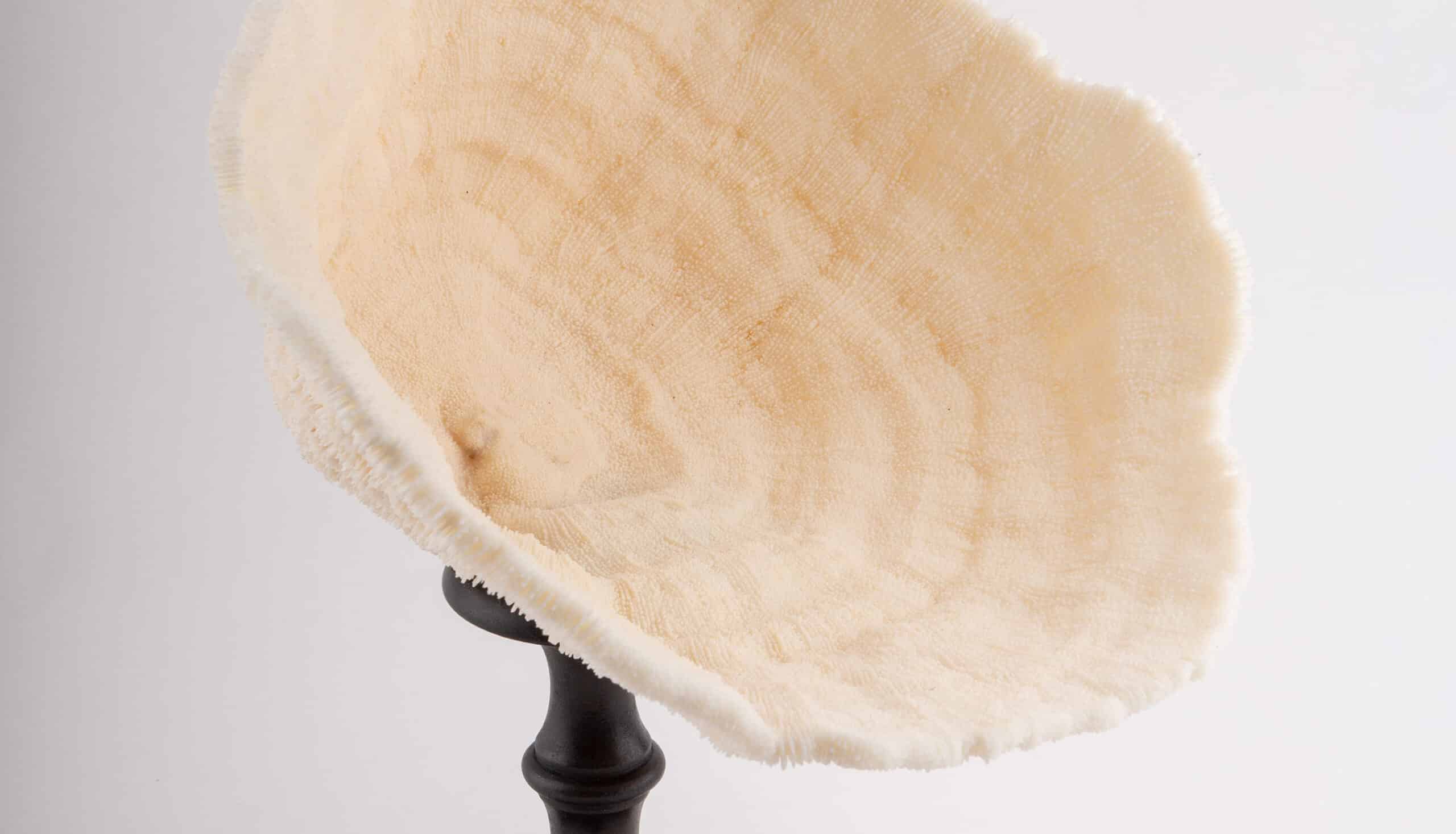 Urn Coral Mounted, 15