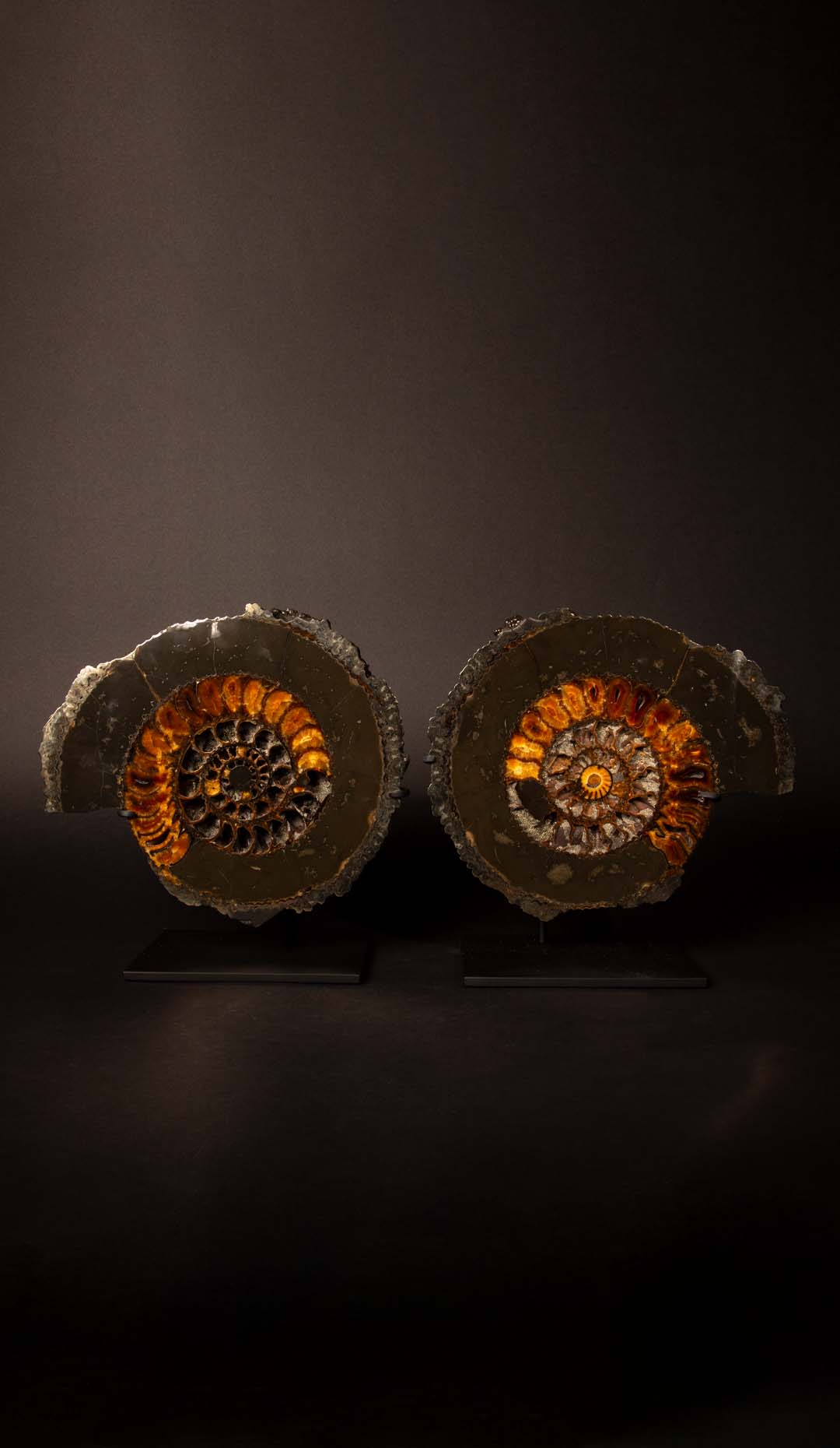 Pyritized Ammonite Pair, 10