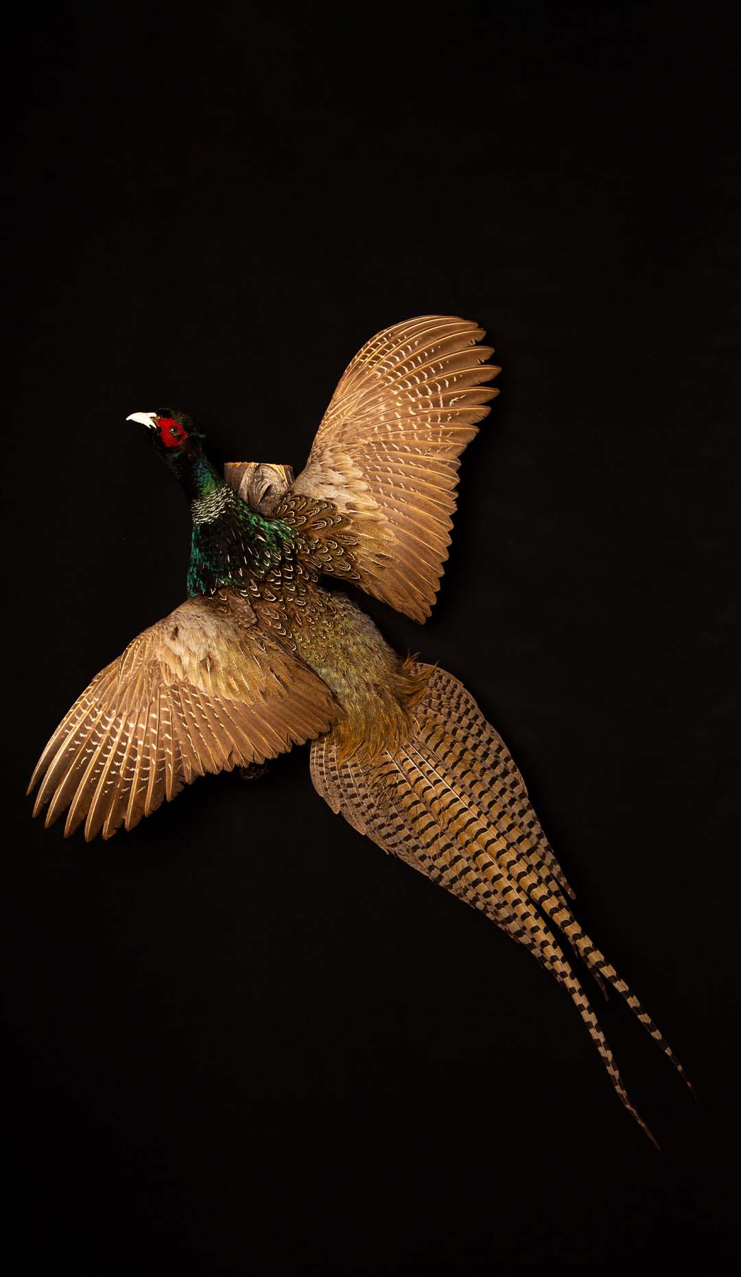 Taxidermy Flying Ring-Neck Pheasant - Exquisite Wall Mount