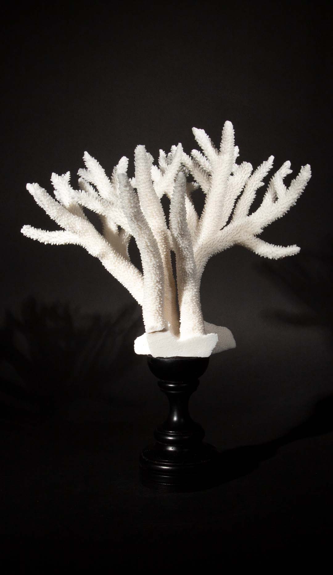 Stag Horn Coral