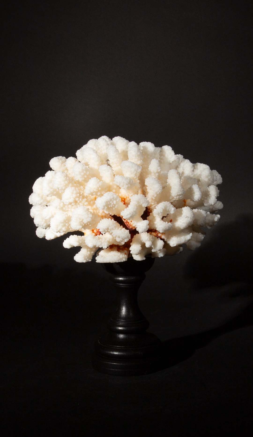 Mounted Cluster Coral