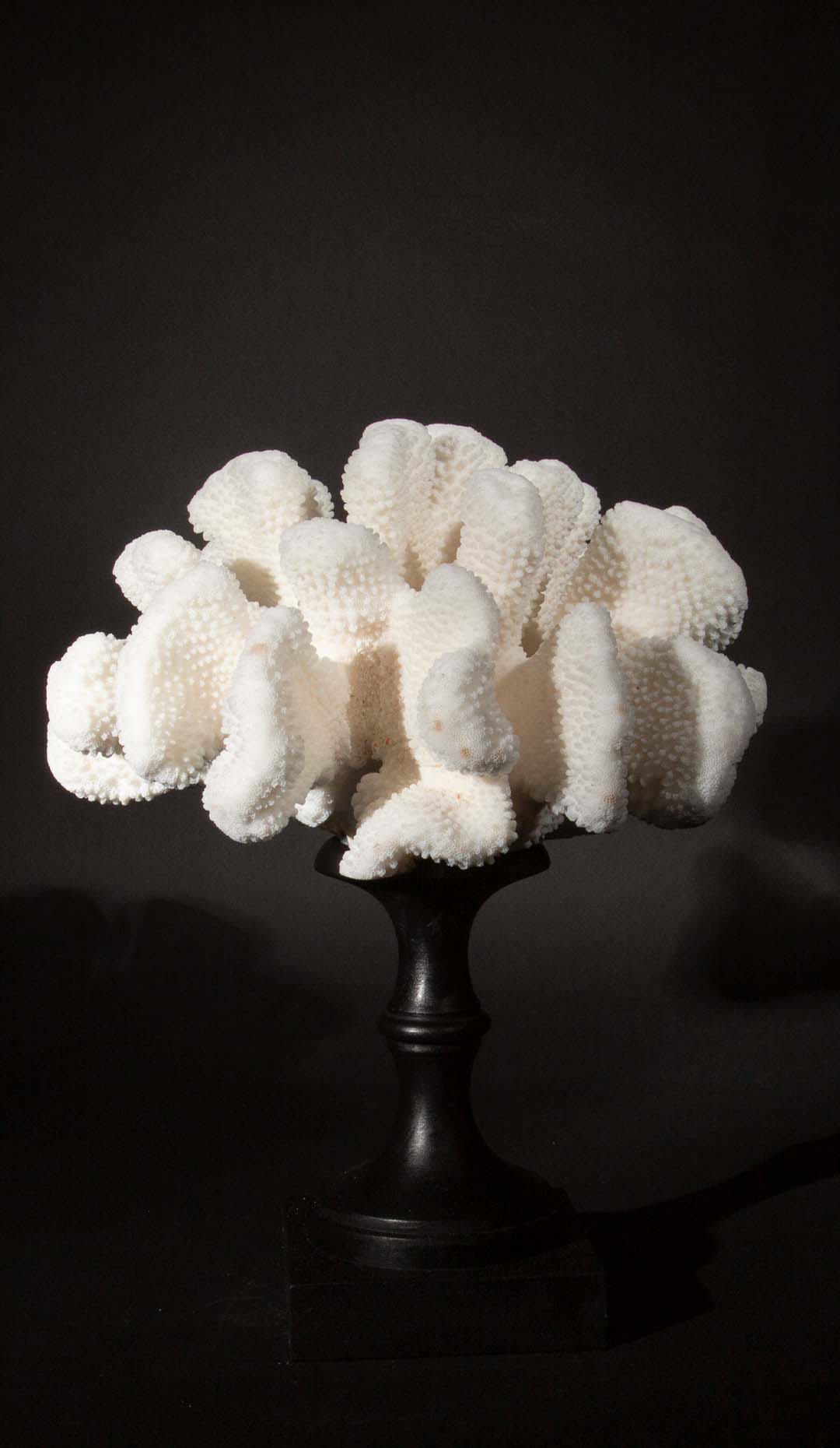 Mounted Cauliflower Coral