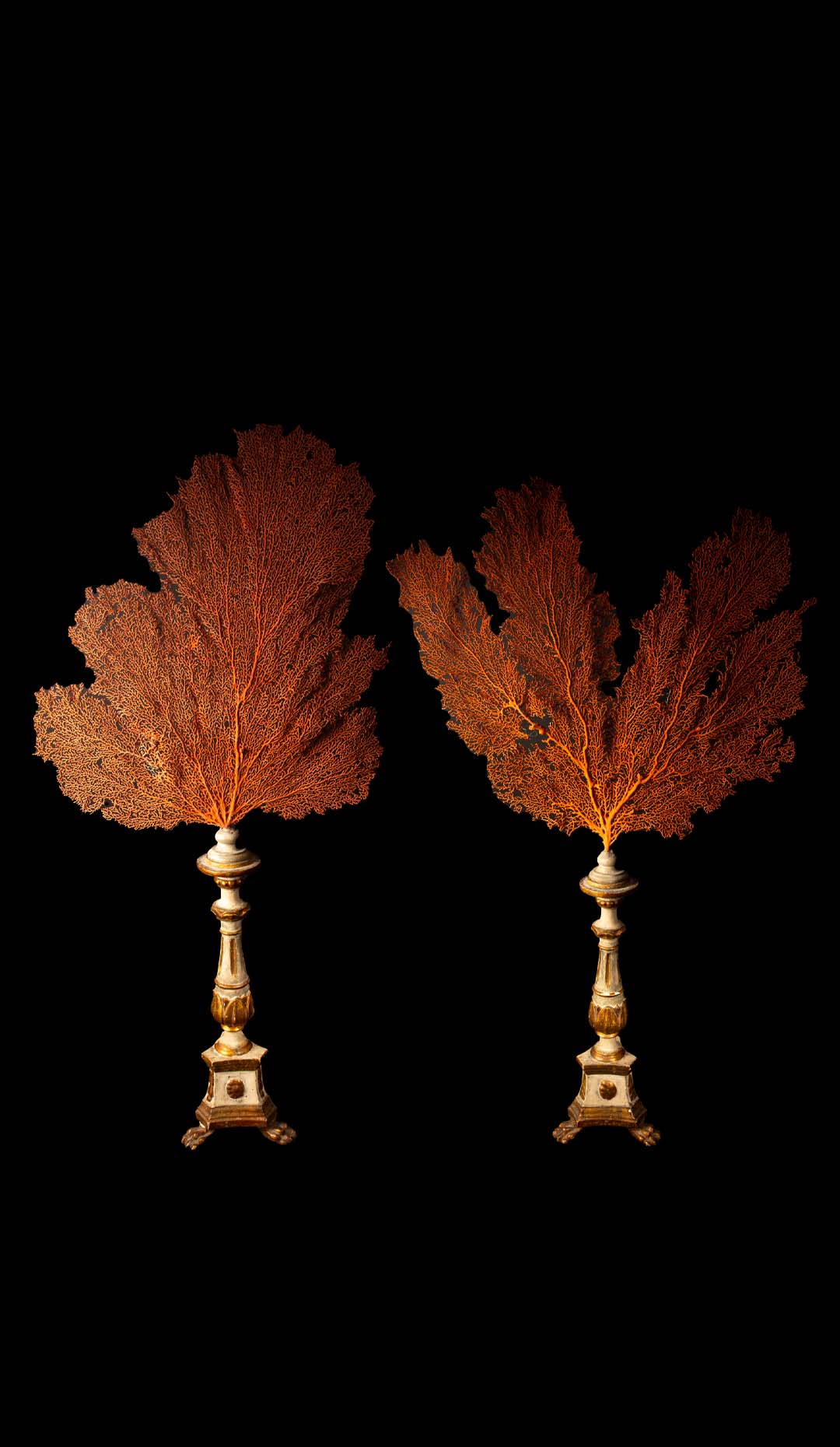 Pair of Seafans Mounted on a 19th Century Italian Gilt and Painted Bases