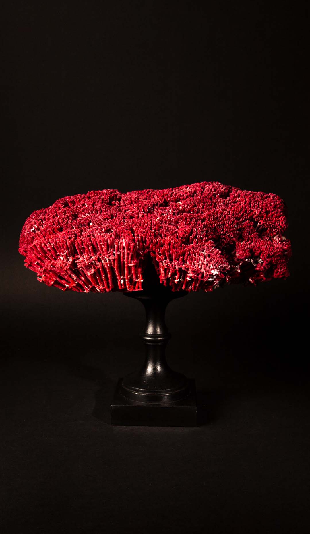 Mounted Pipe Organ Coral