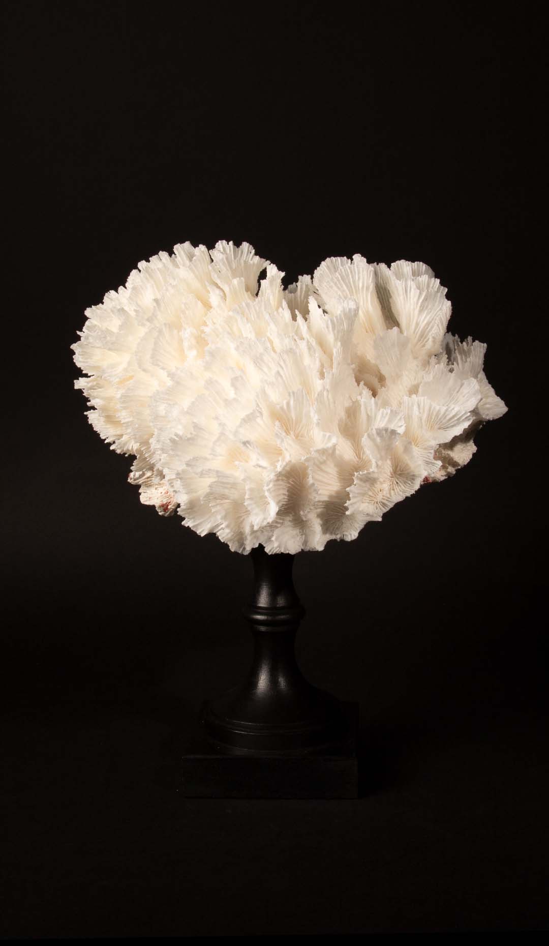 Mounted Lettuce Coral