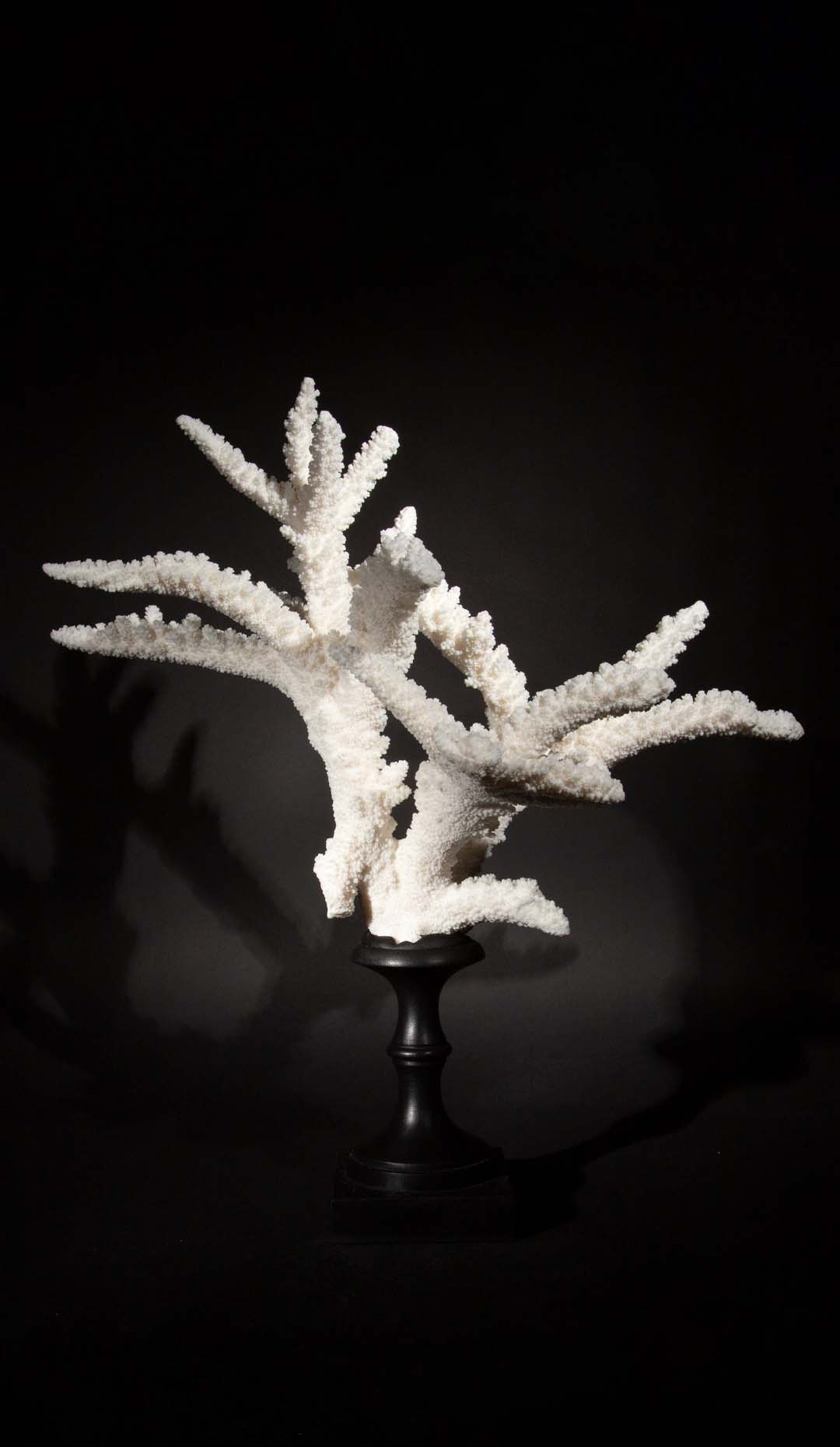 Mounted Branch Coral