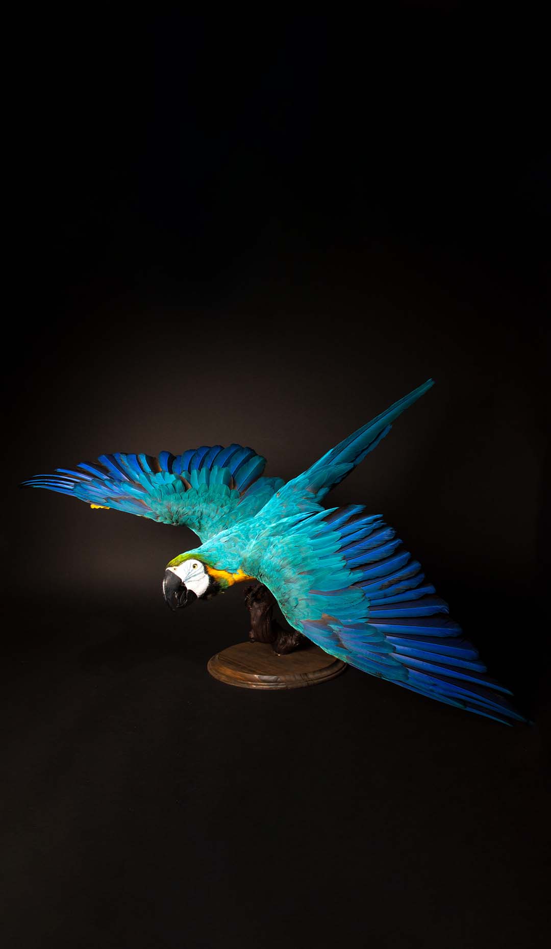 Blue and Gold Flying Mount Macaw