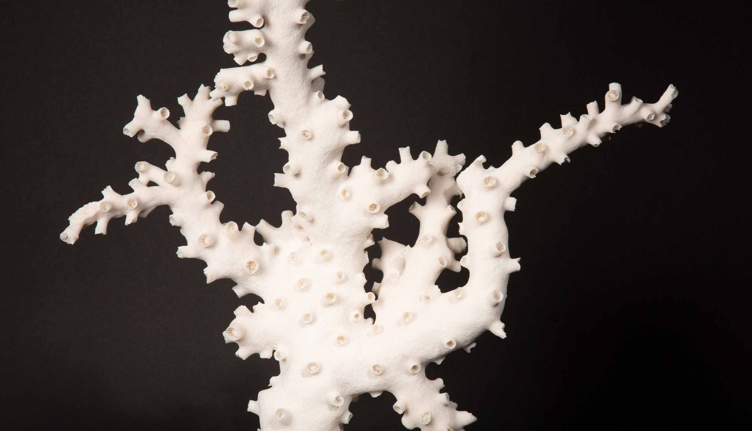 Mounted Octopus Coral