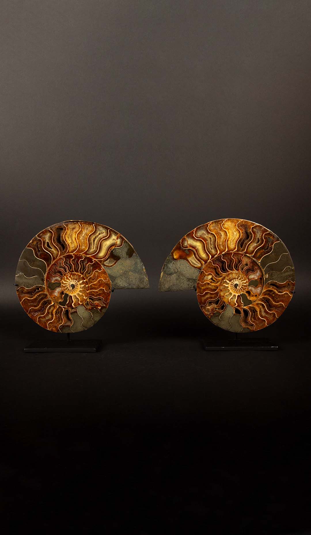 Ammonite Pair 9