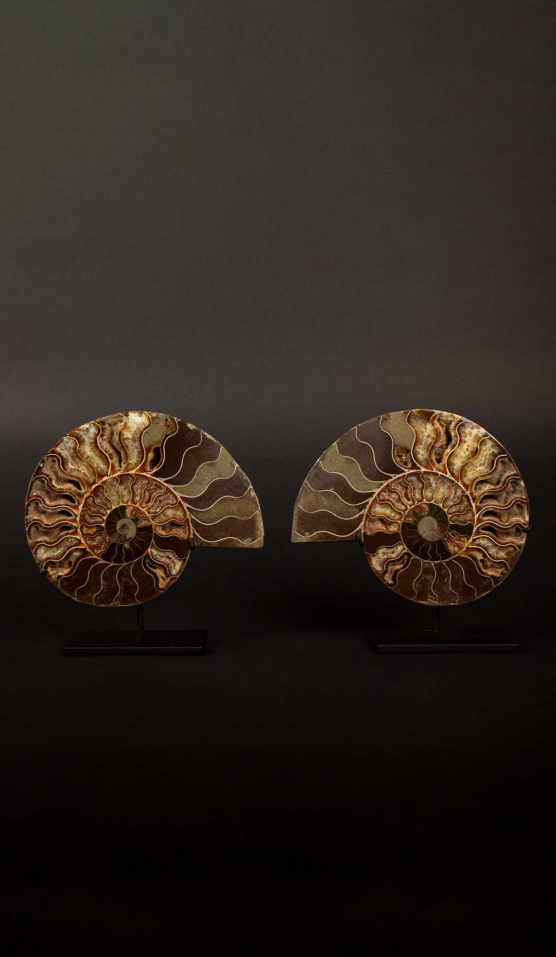 Ammonite Pair 7.5