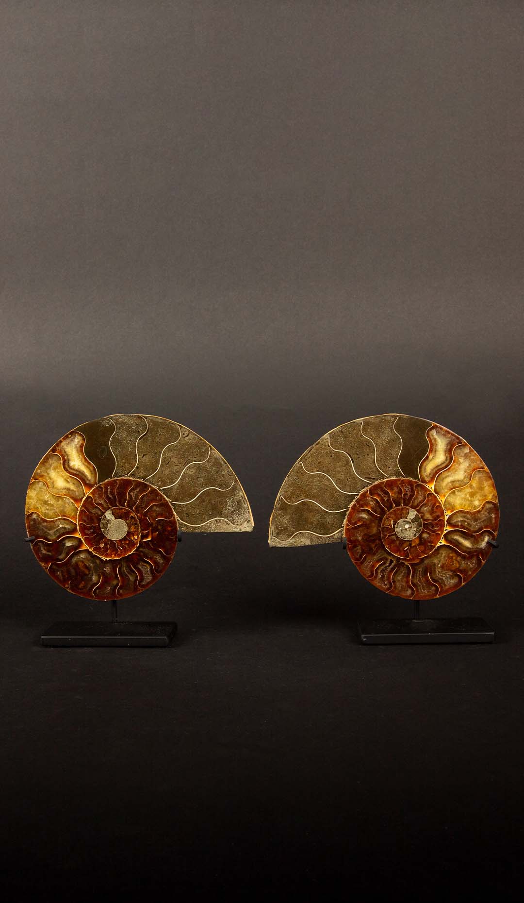 Ammonite Pair 5.5