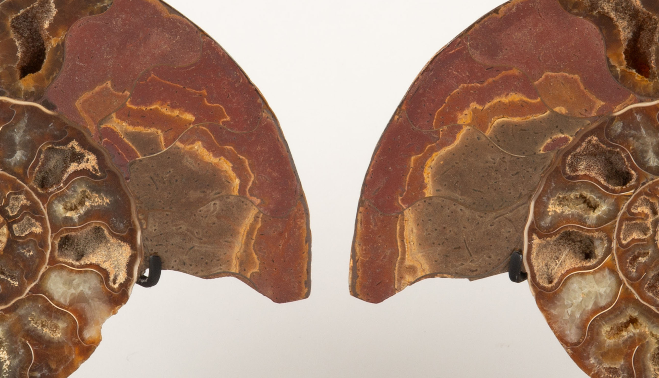 Ammonite Pair 5