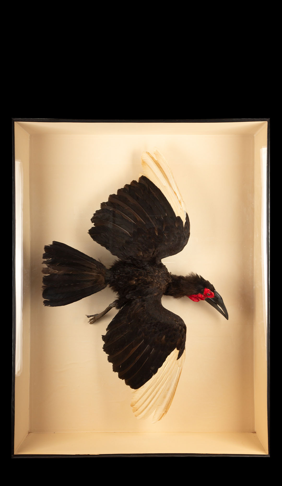 Large Taxidermy African Southern Ground Hornbill 62.5